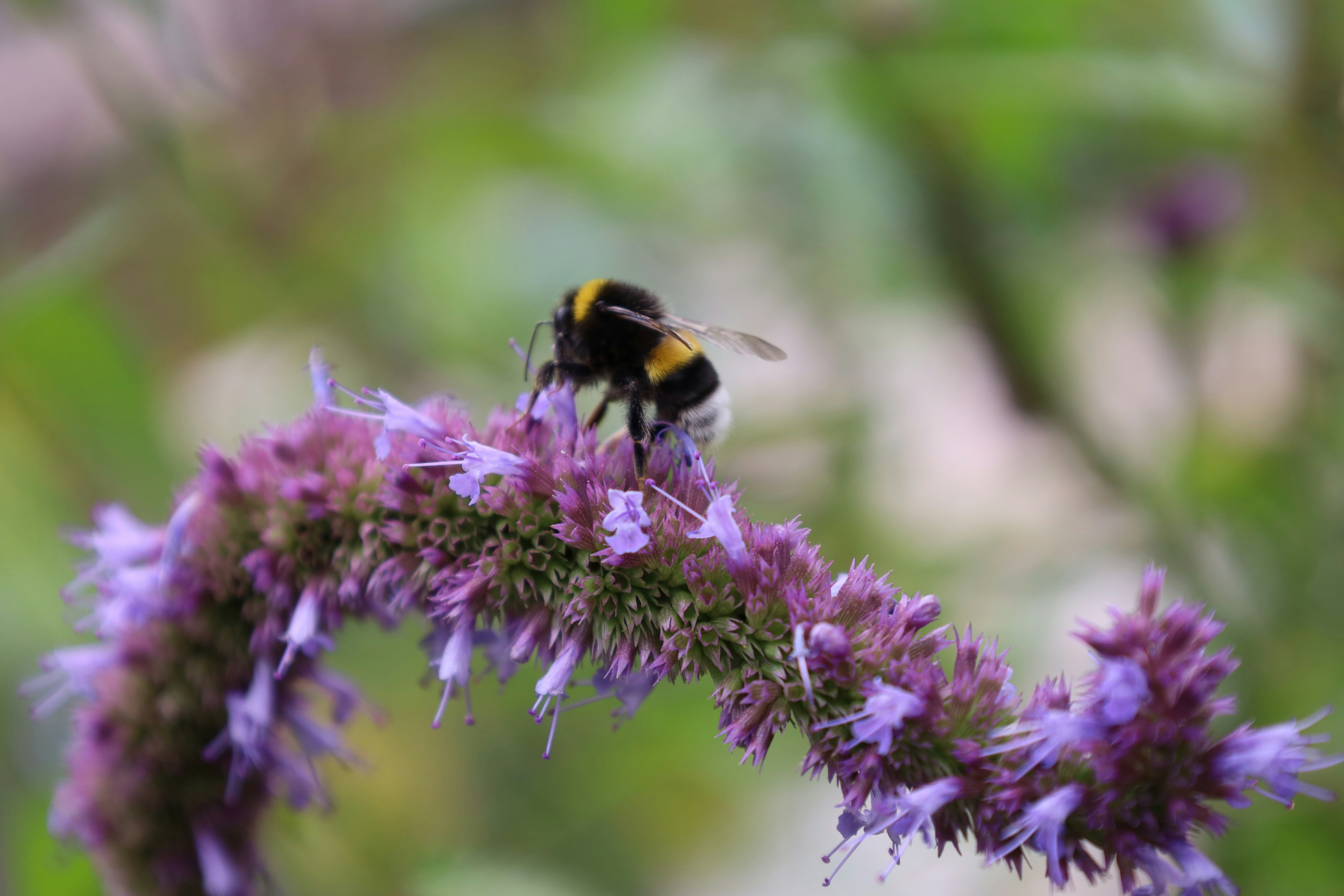 A bumblebee on a purple flower