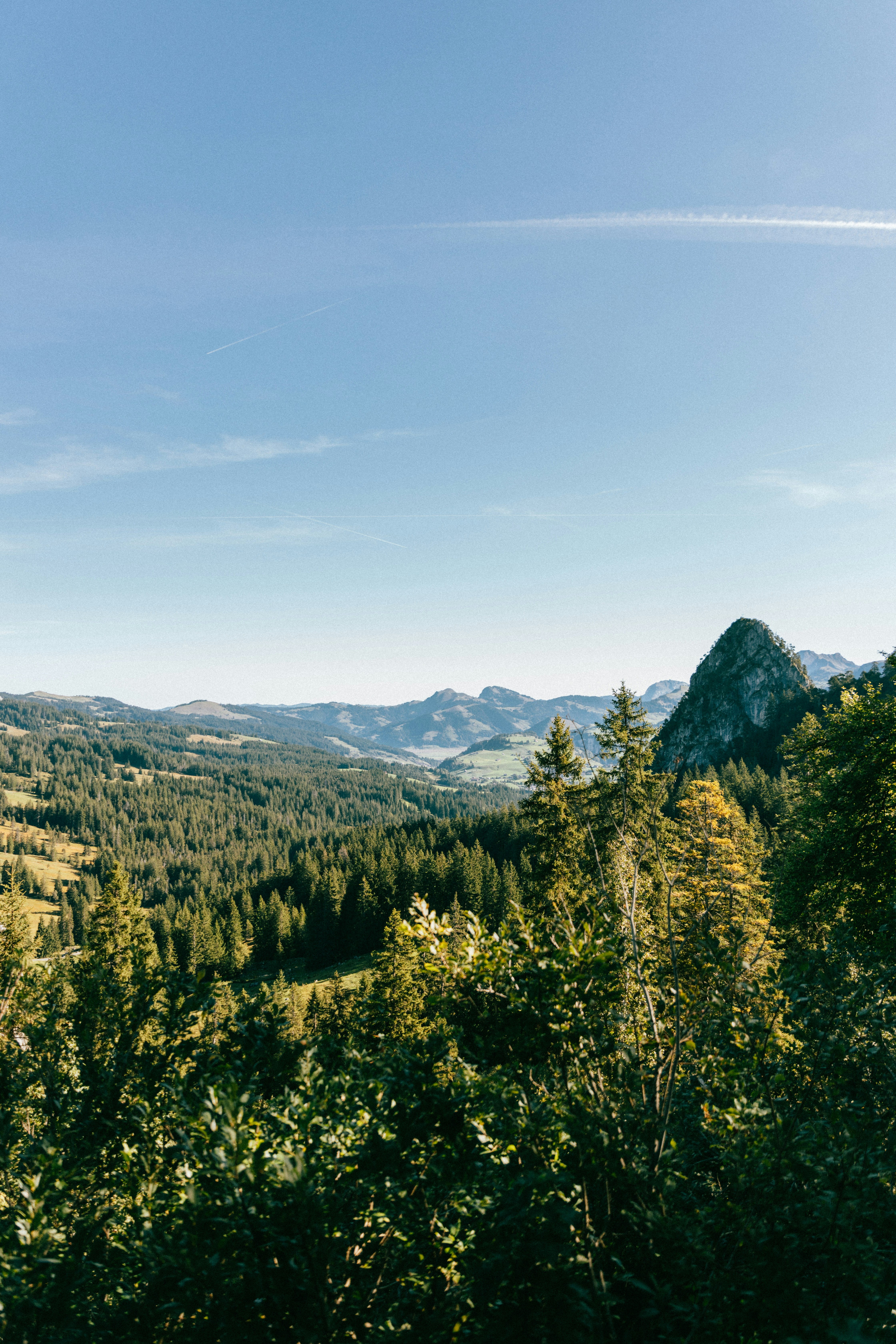Lush green forest with mountains under a clear blue sky.