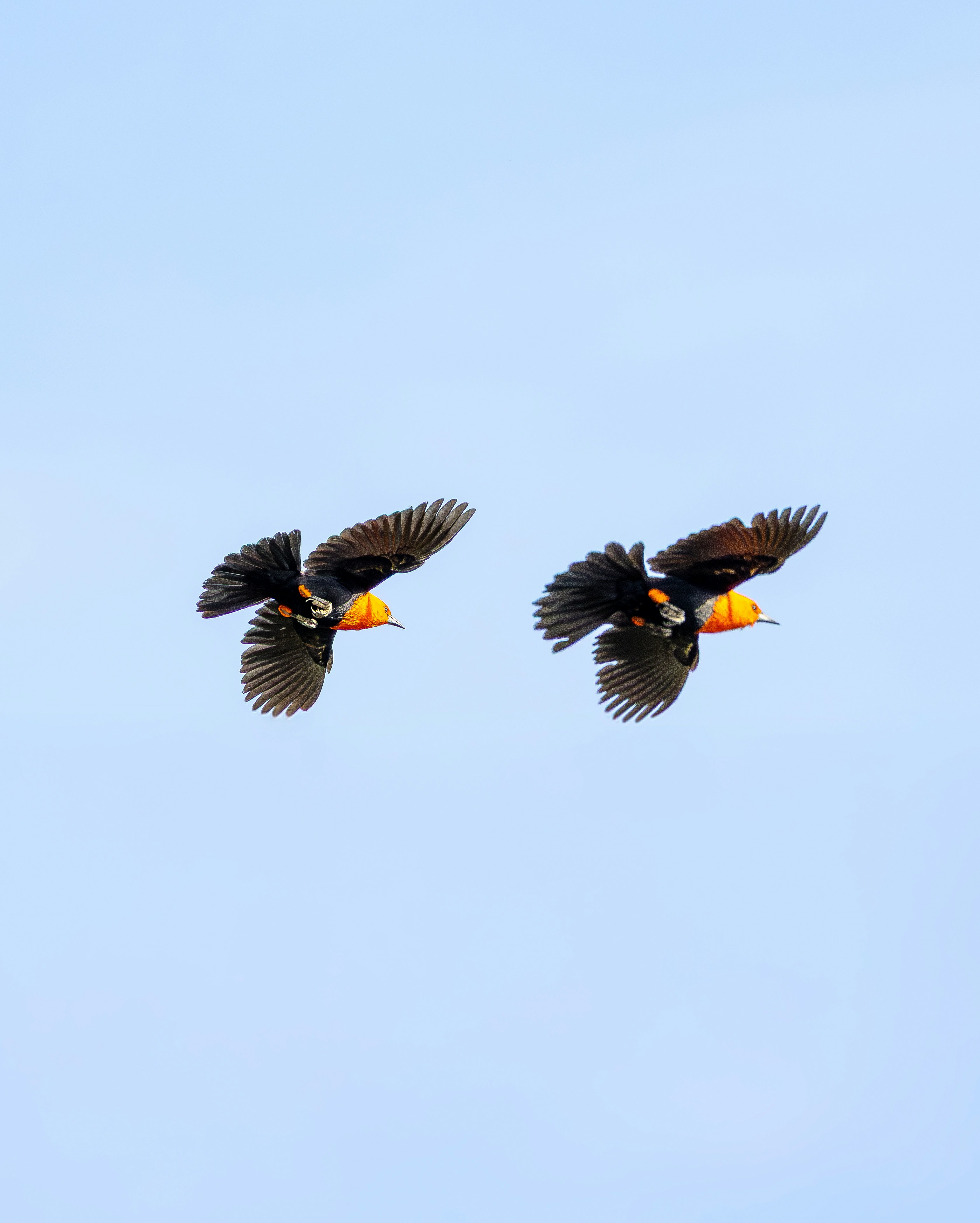 Two birds with yellow chests flying
