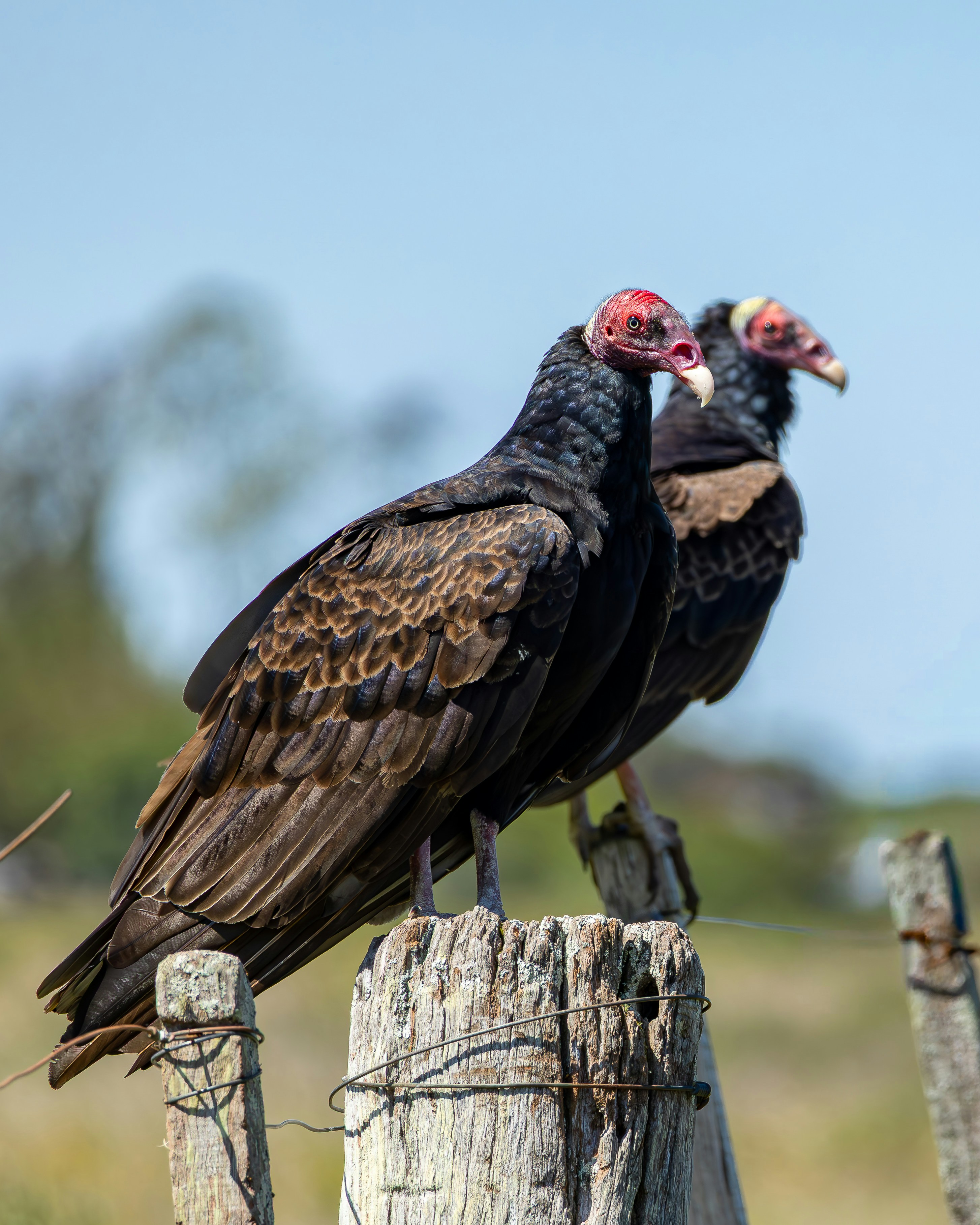 Photo by matheuskprot