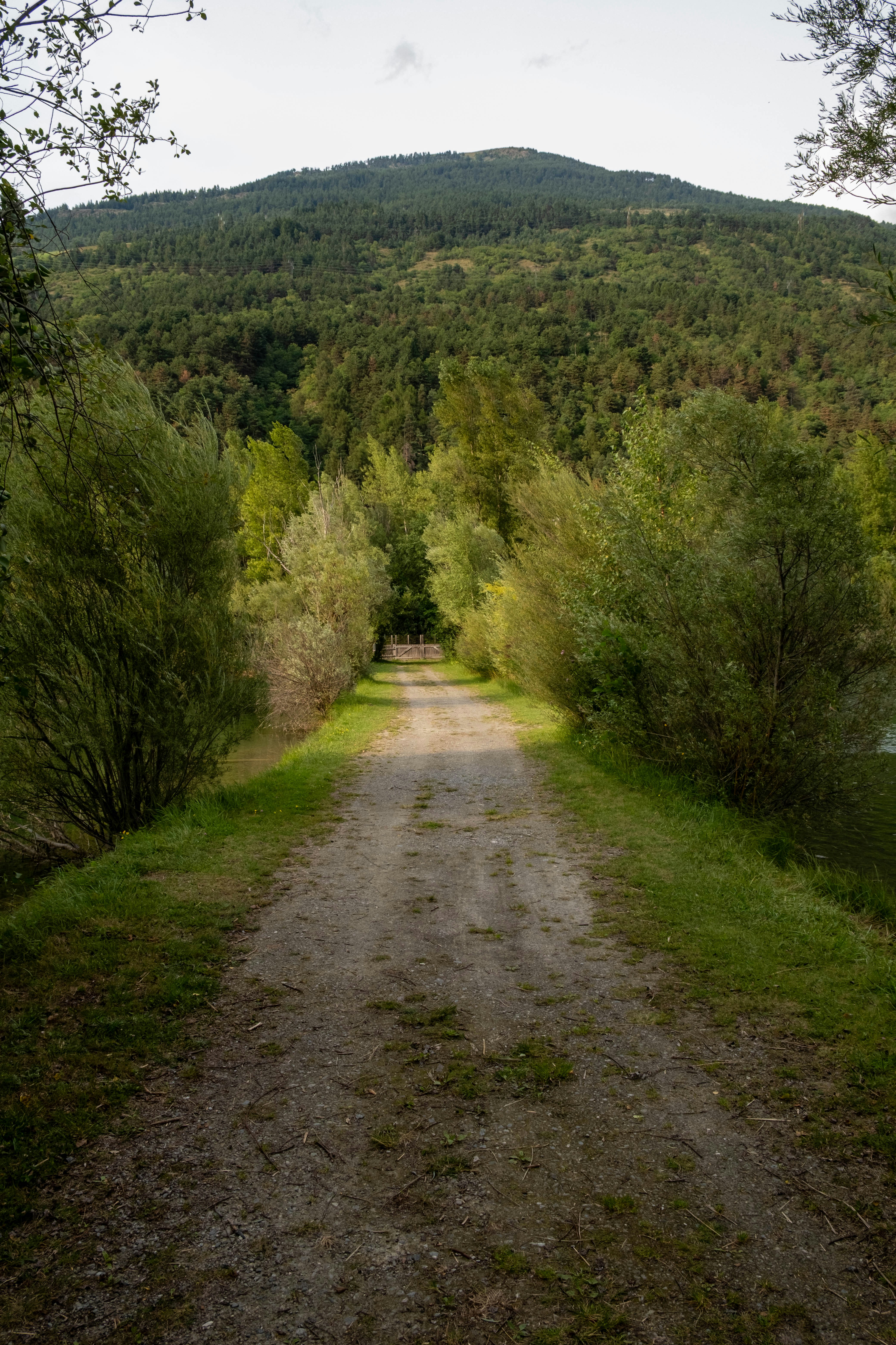 Feldweg, der zu einem von Bäumen gesäumten Berg führt.