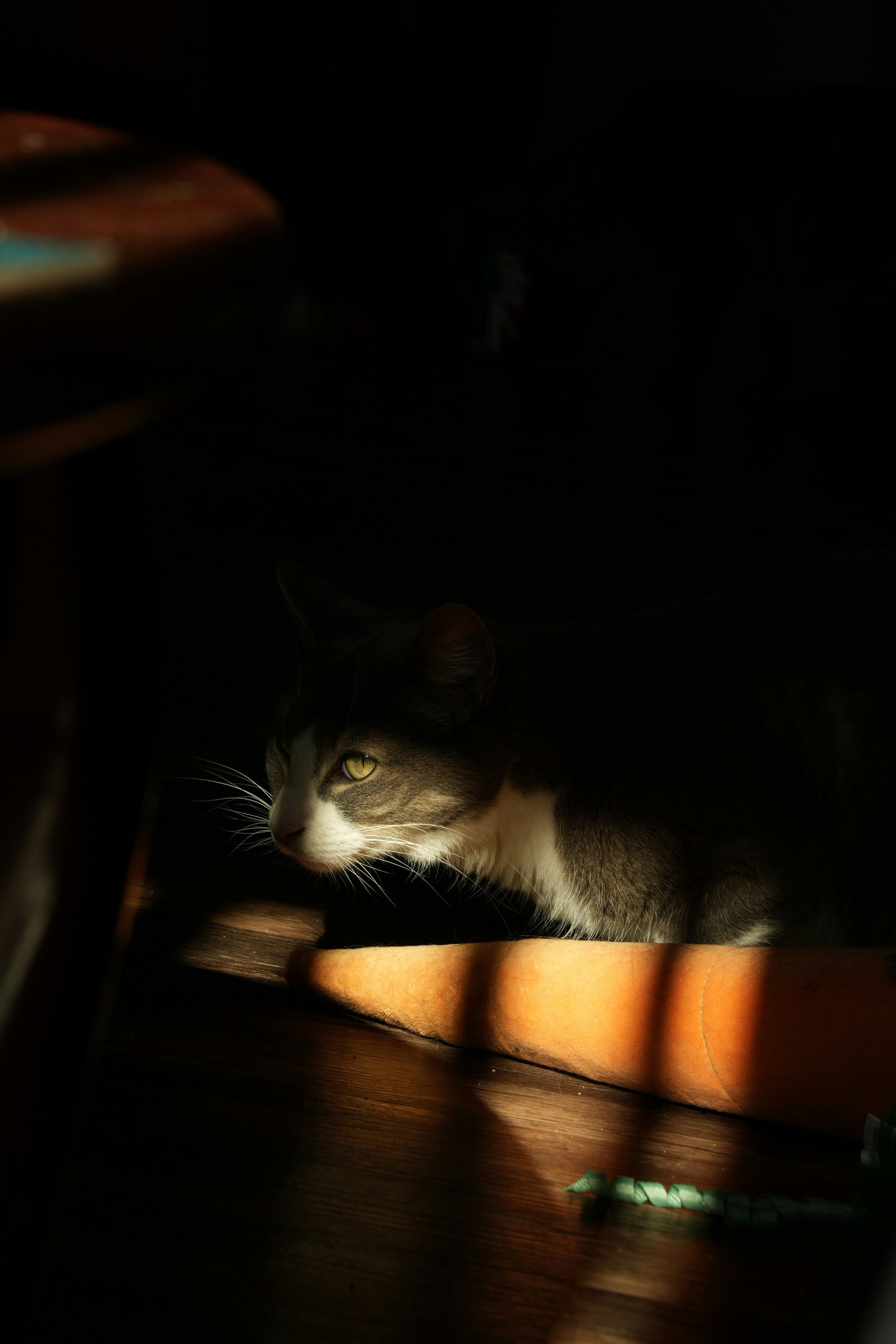 Photo by boysenberriefairie