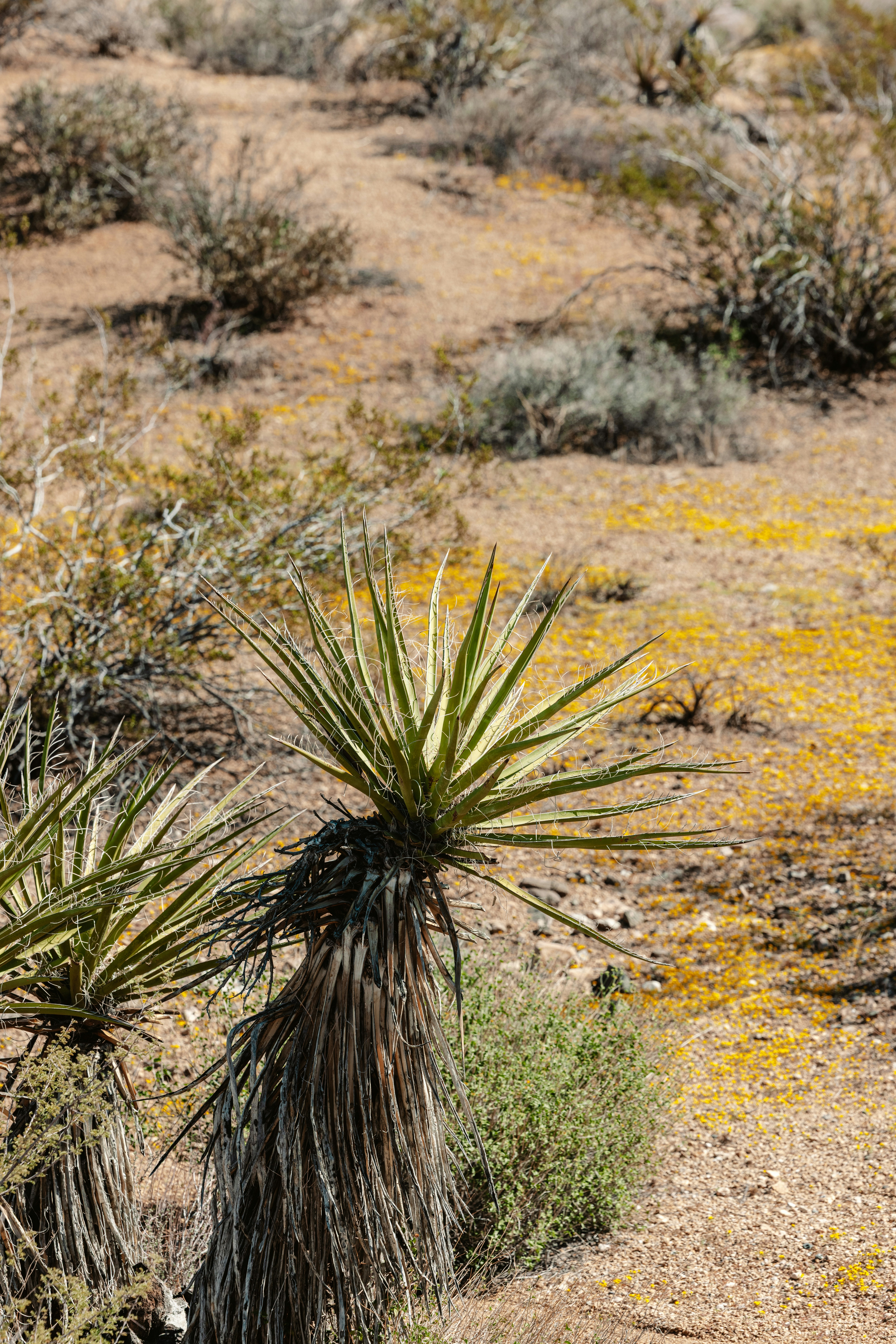 Yucca Valley, California