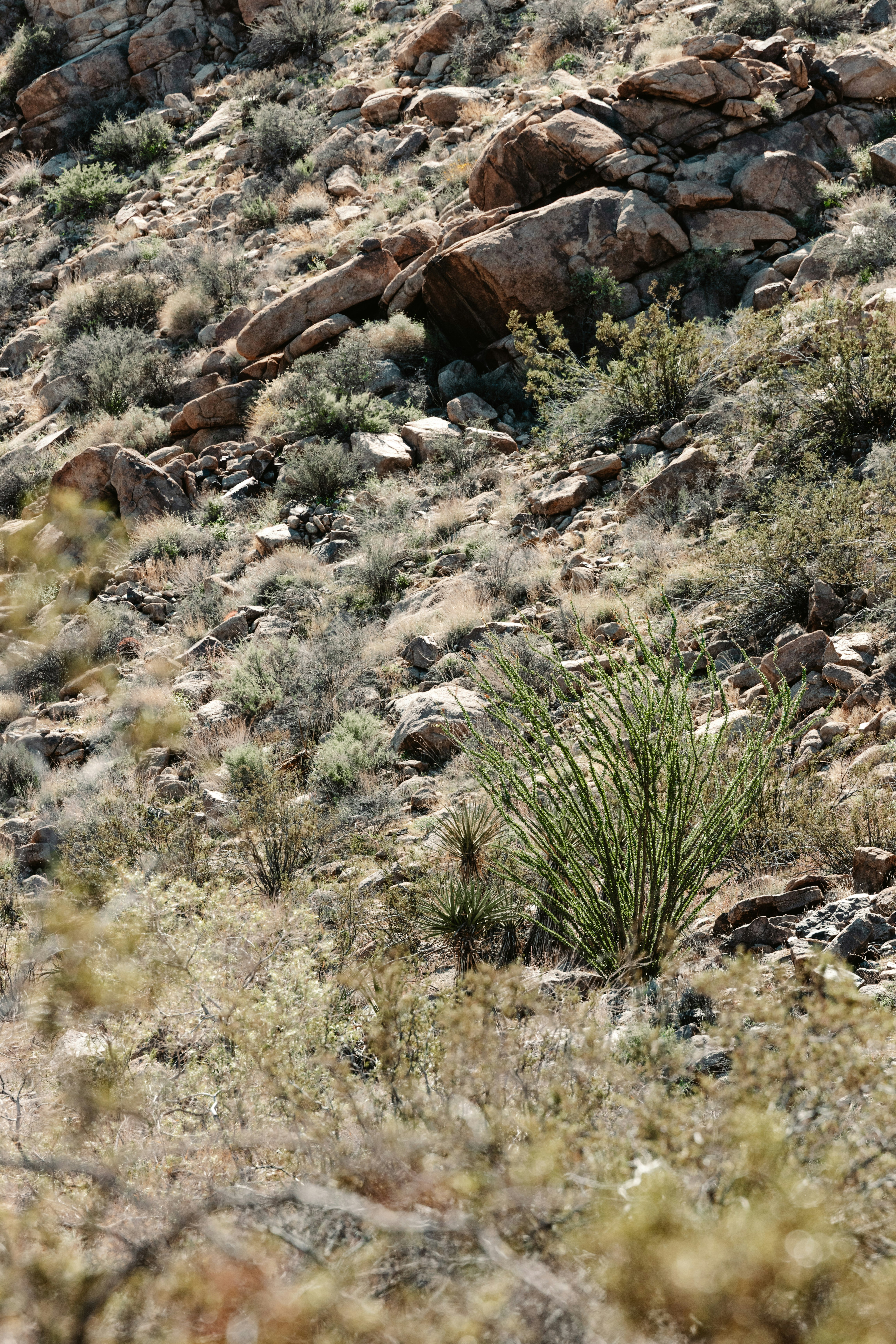Felsiger Wüstenhang mit spärlicher grüner Vegetation
