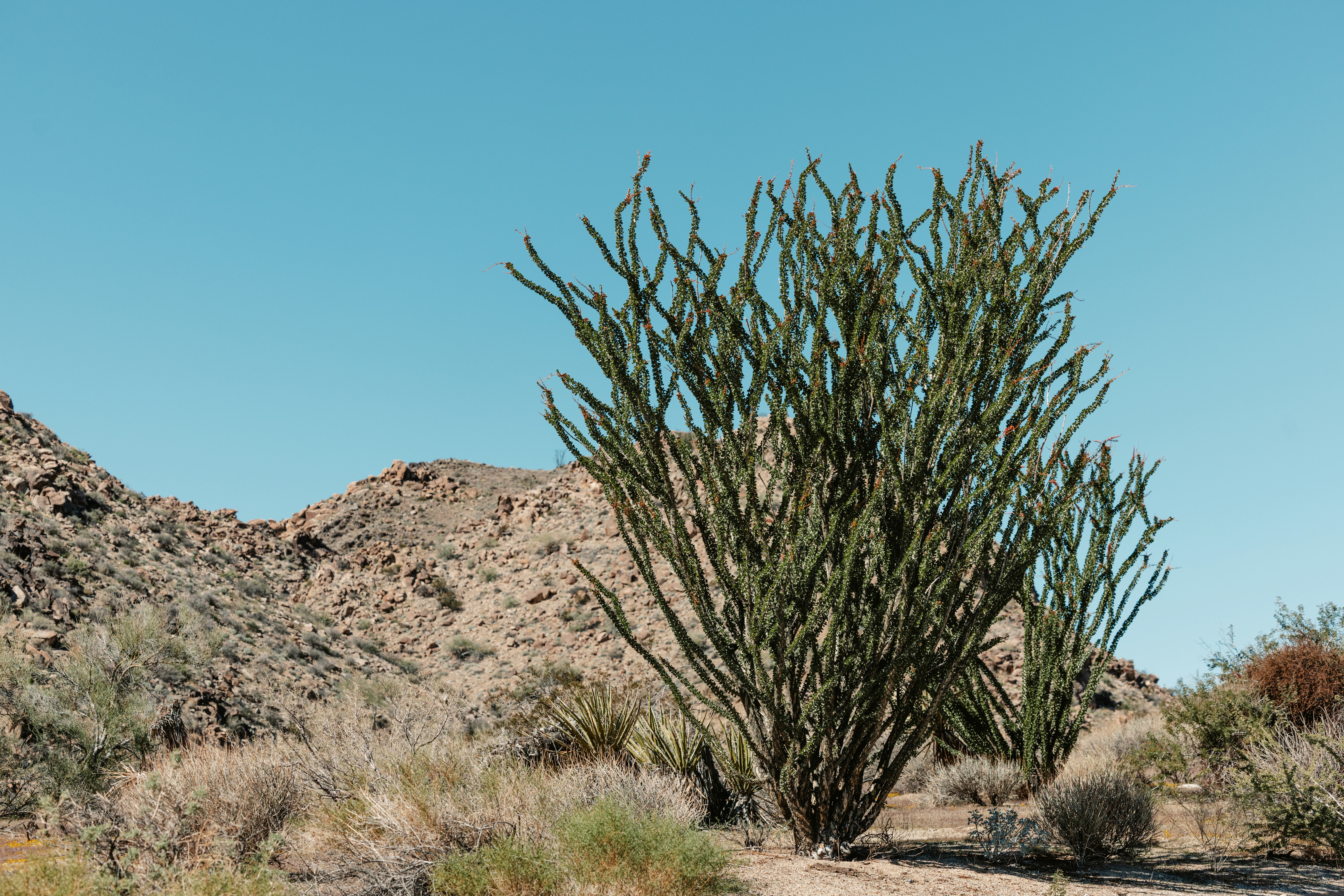 Ocotillo cactus in a dry desert landscape