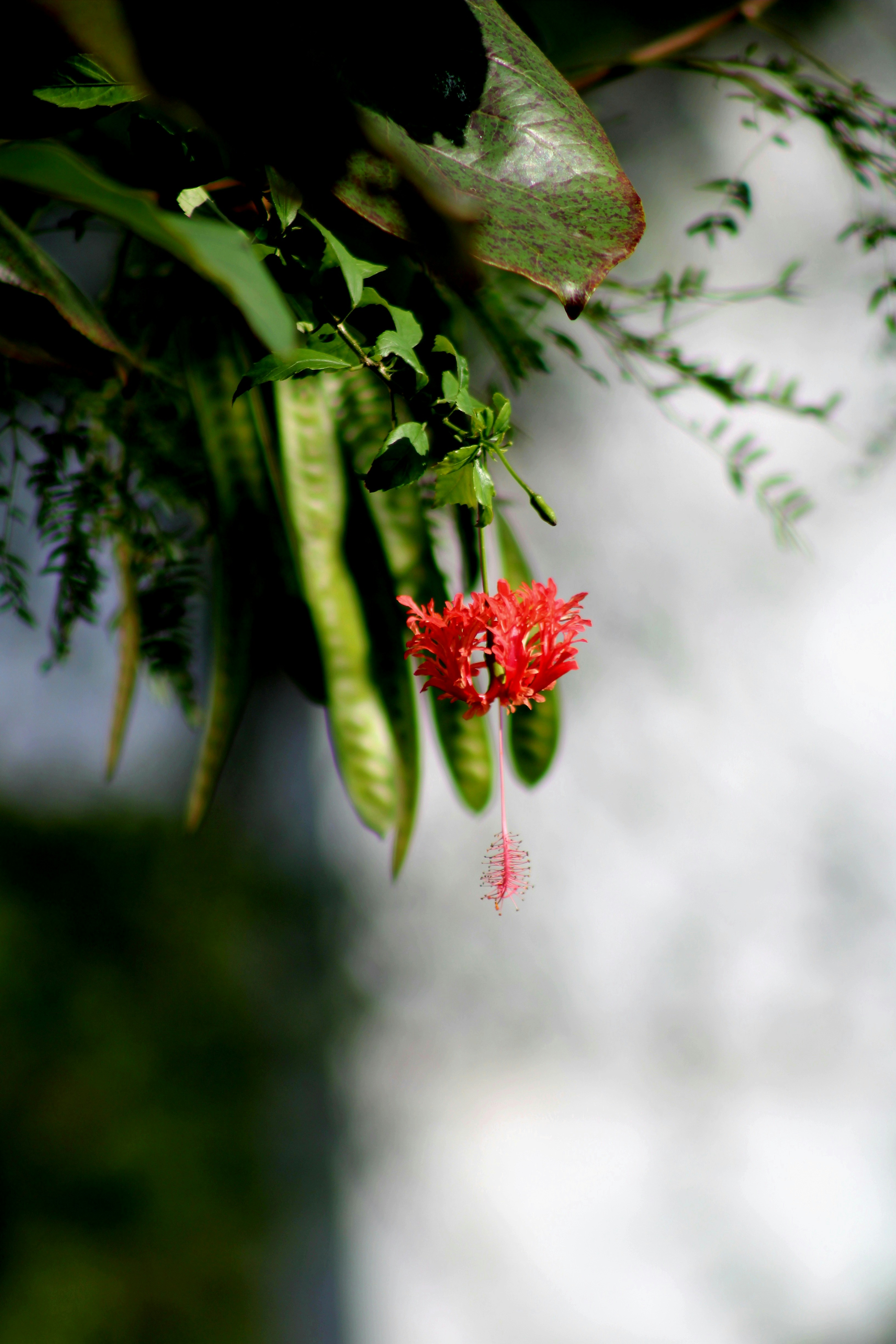 Photo by kailashmaratha55