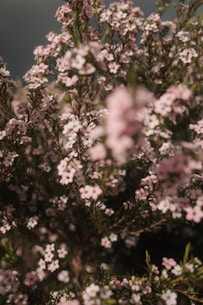 Delicate pink flowers on a dark background