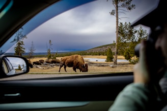 Bison grazing in a field seen from a car window.