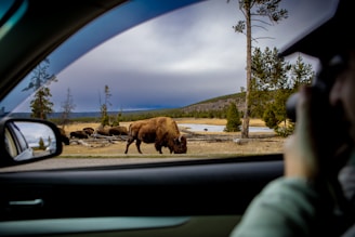 Bison grazing in a field seen from a car window.