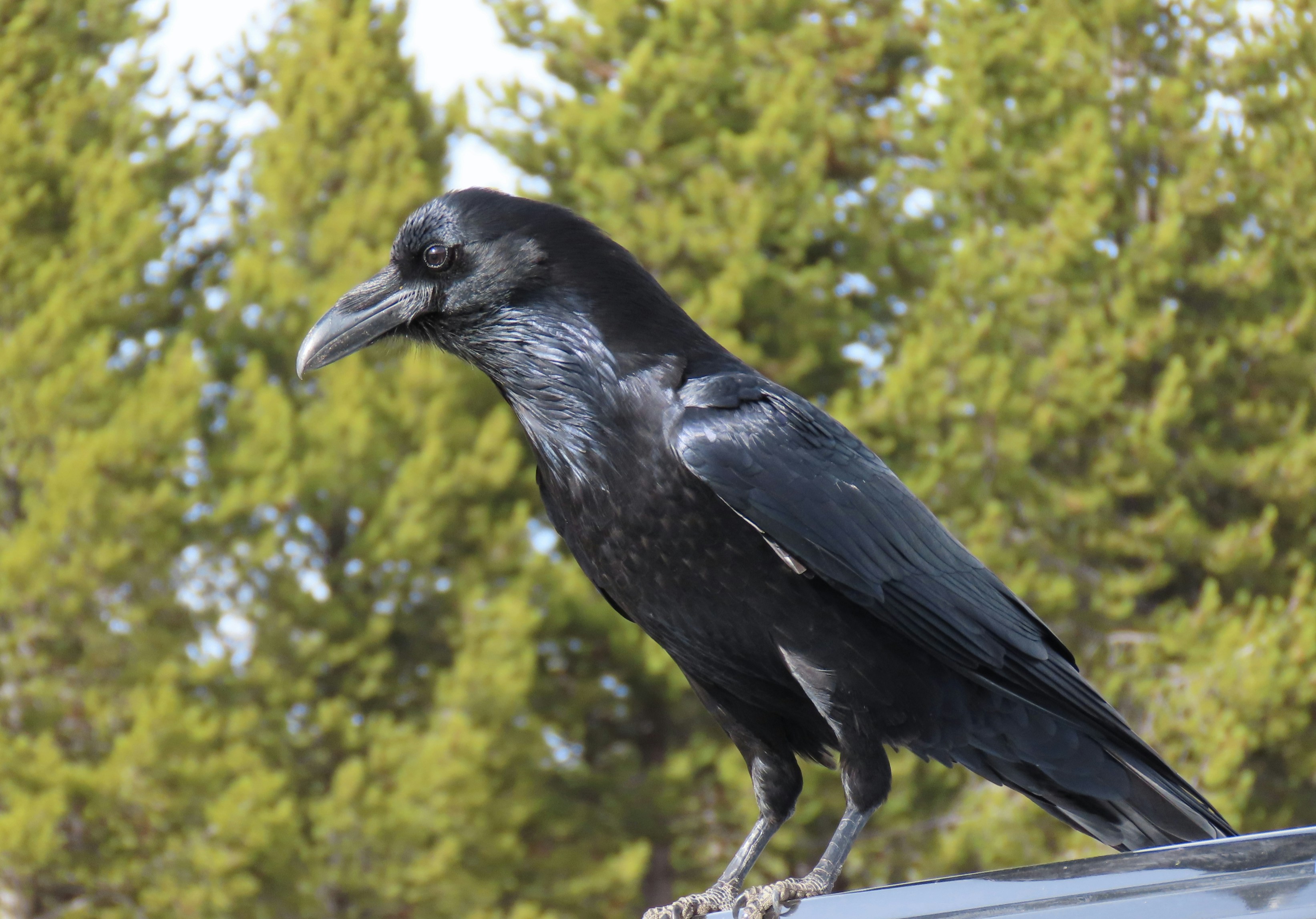 Photo by marchingnapkin