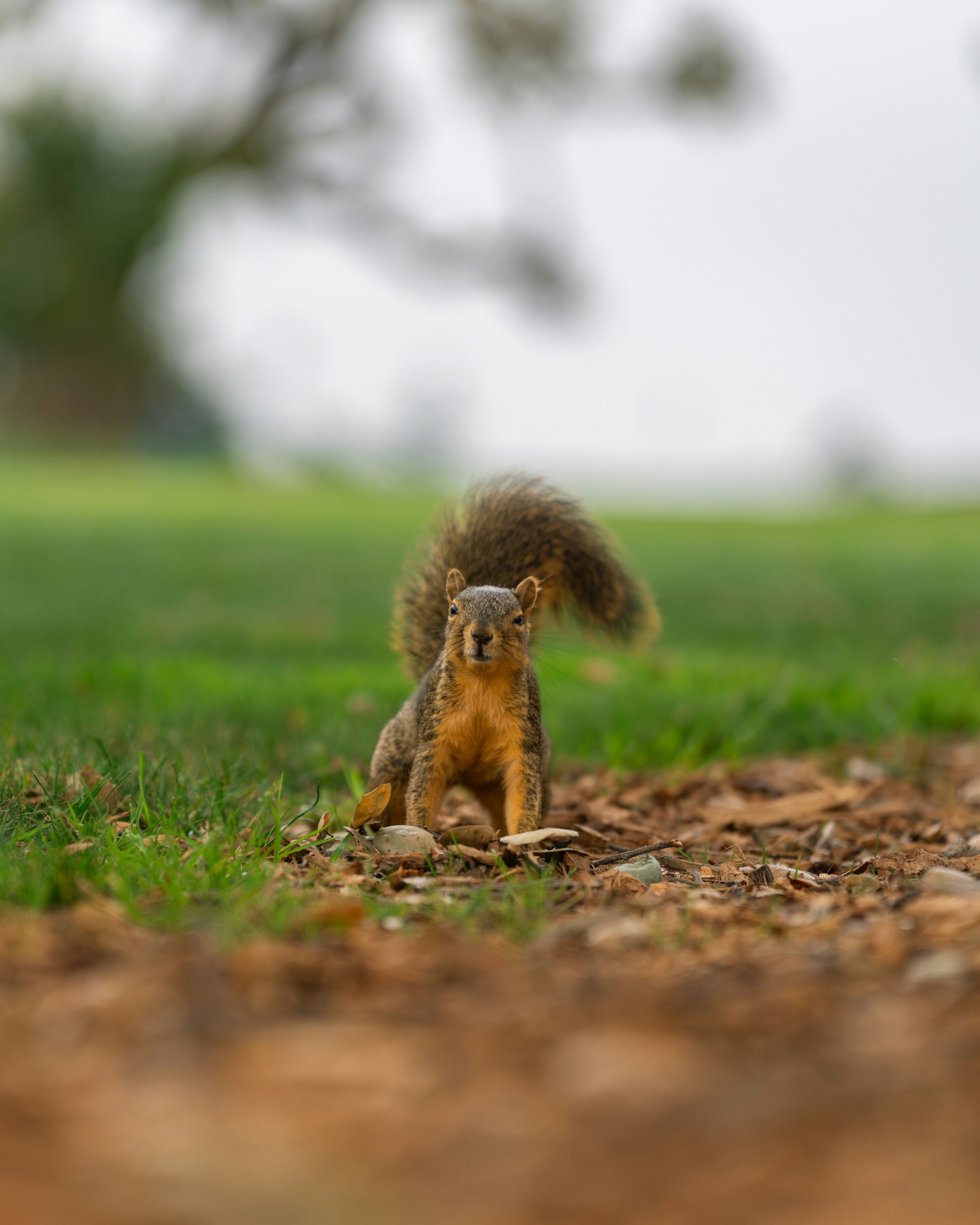 A squirrel sits on the ground in a park.