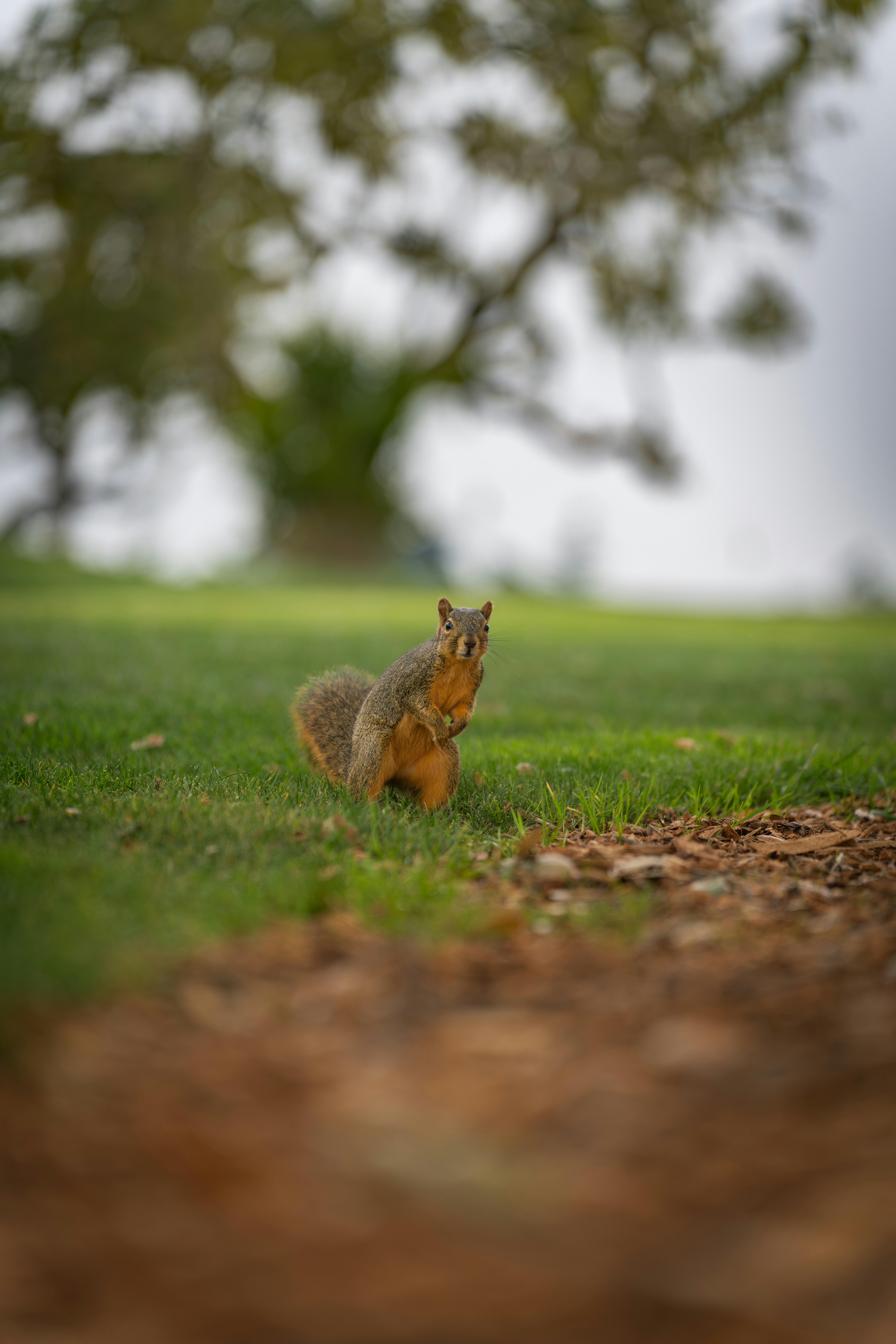 A squirrel stands on green grass with a tree behind.