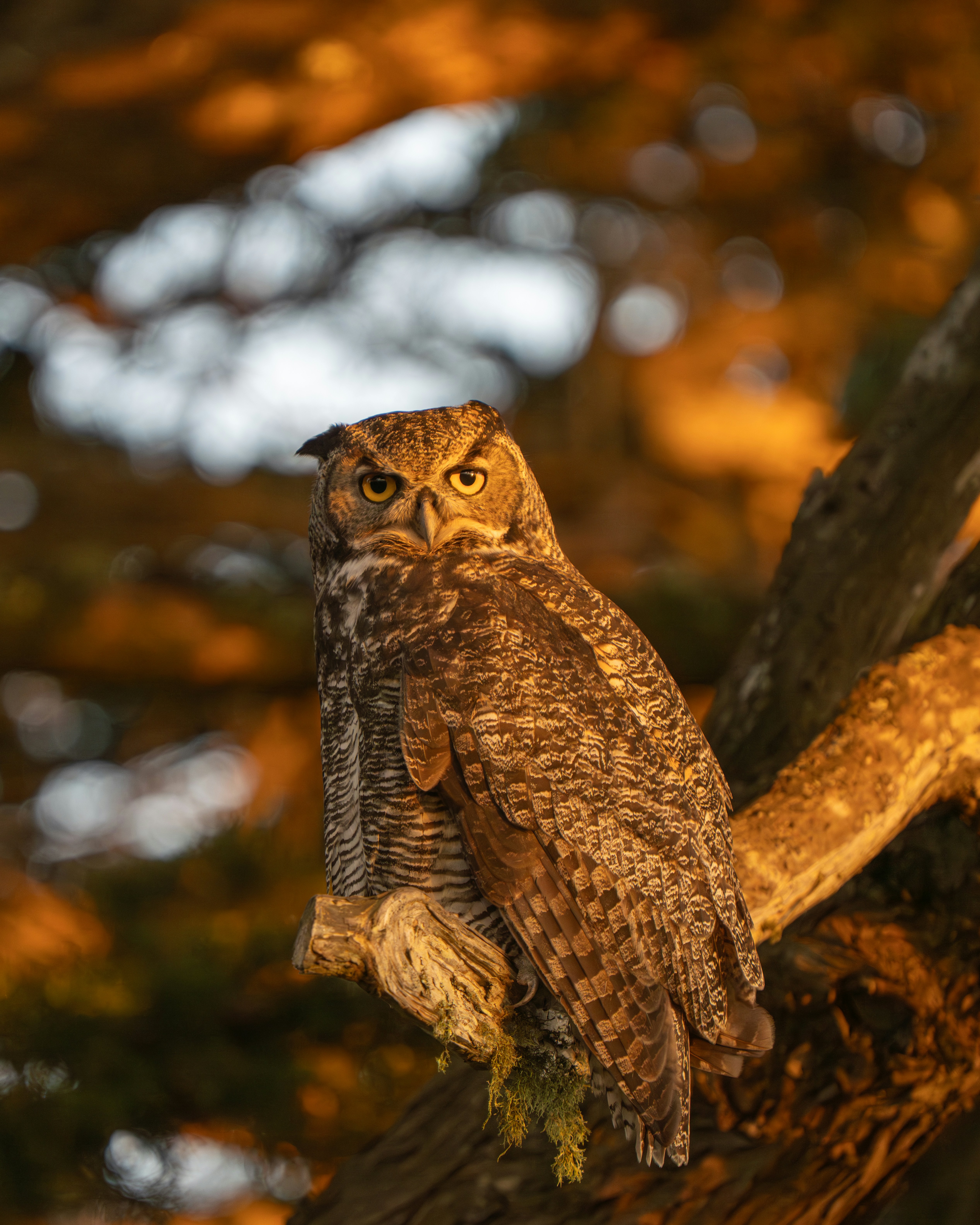 Great horned owl perched on a tree branch.