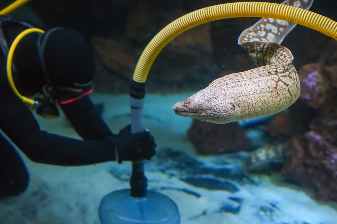 Aquarium maintenance being performed