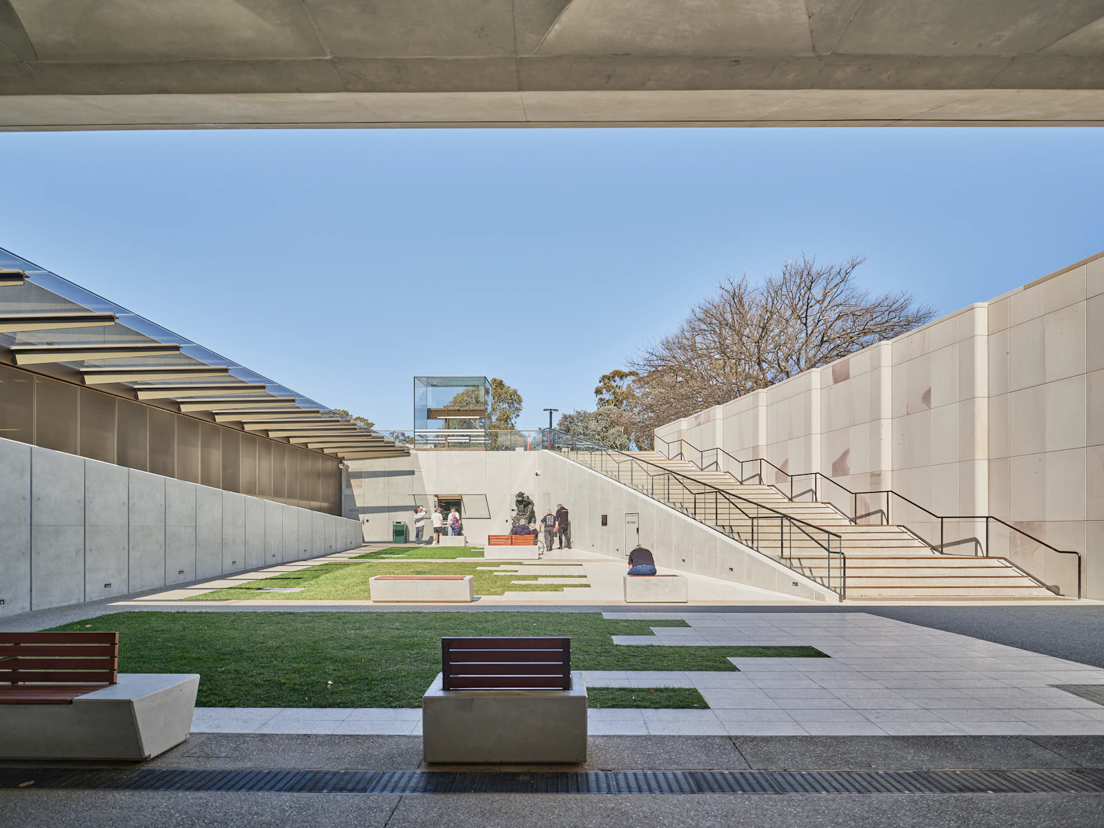 A modern concrete courtyard softened by grasses and a single specimen tree