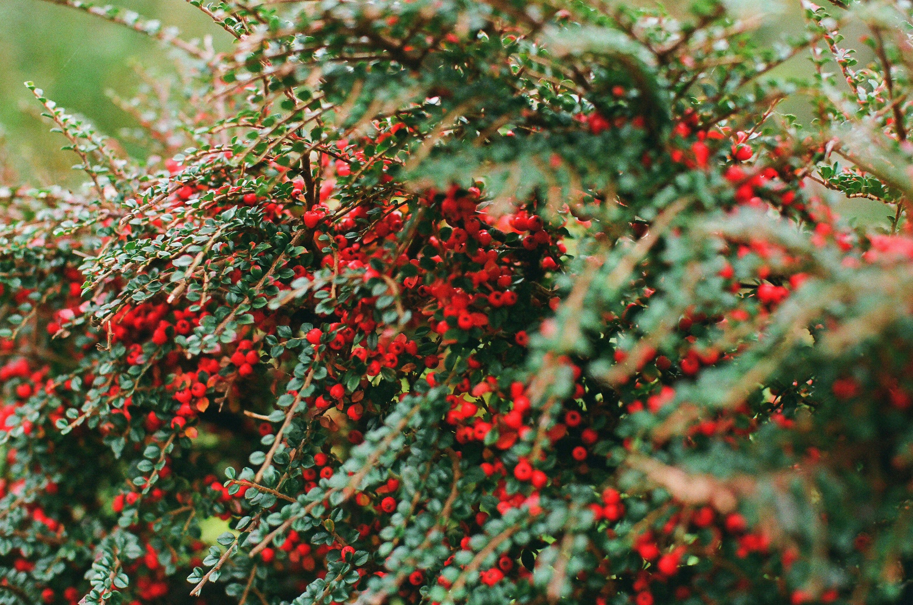 Photo by tanyabarrow