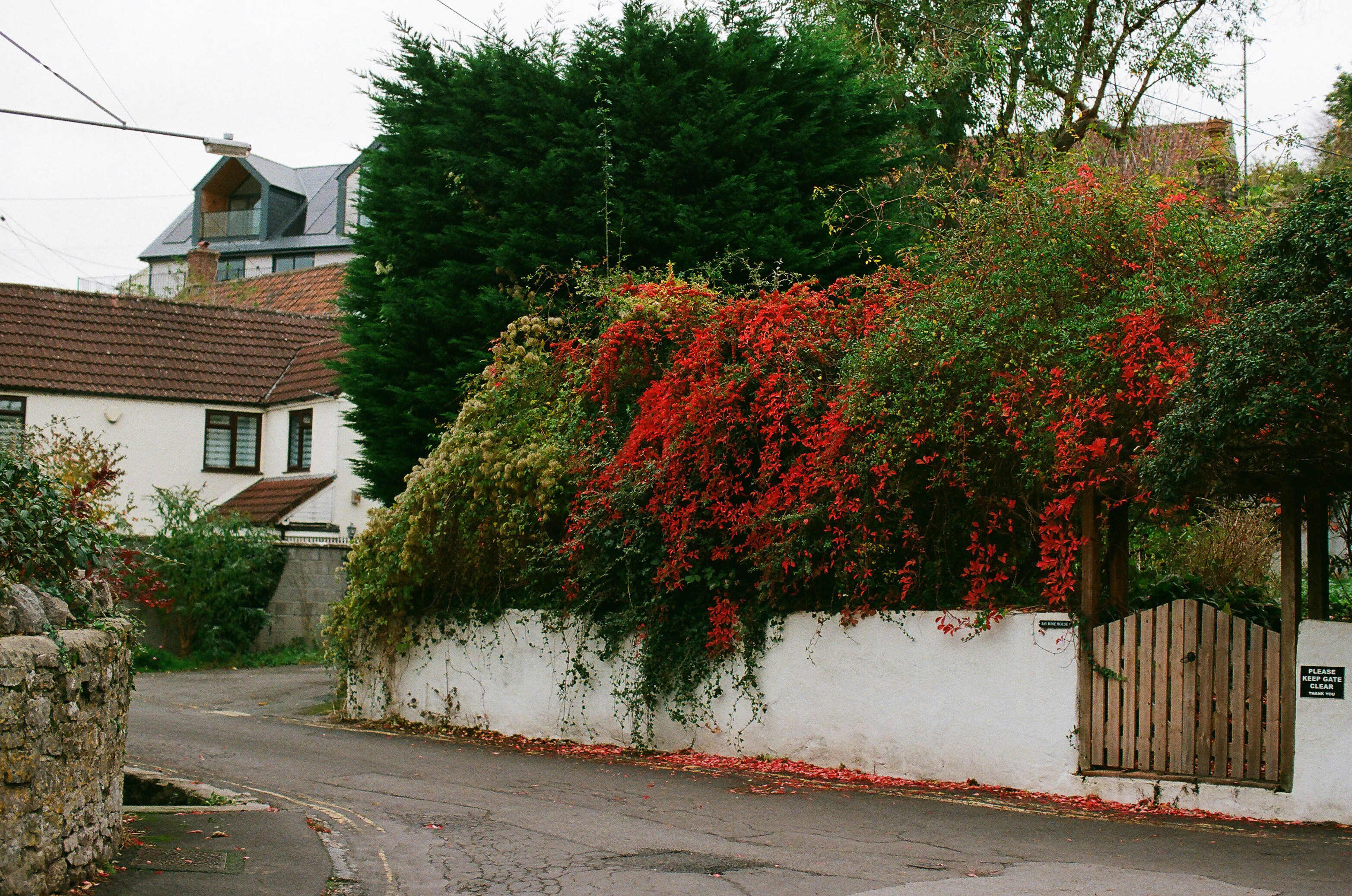 Red berries on bushes beside a white wall.