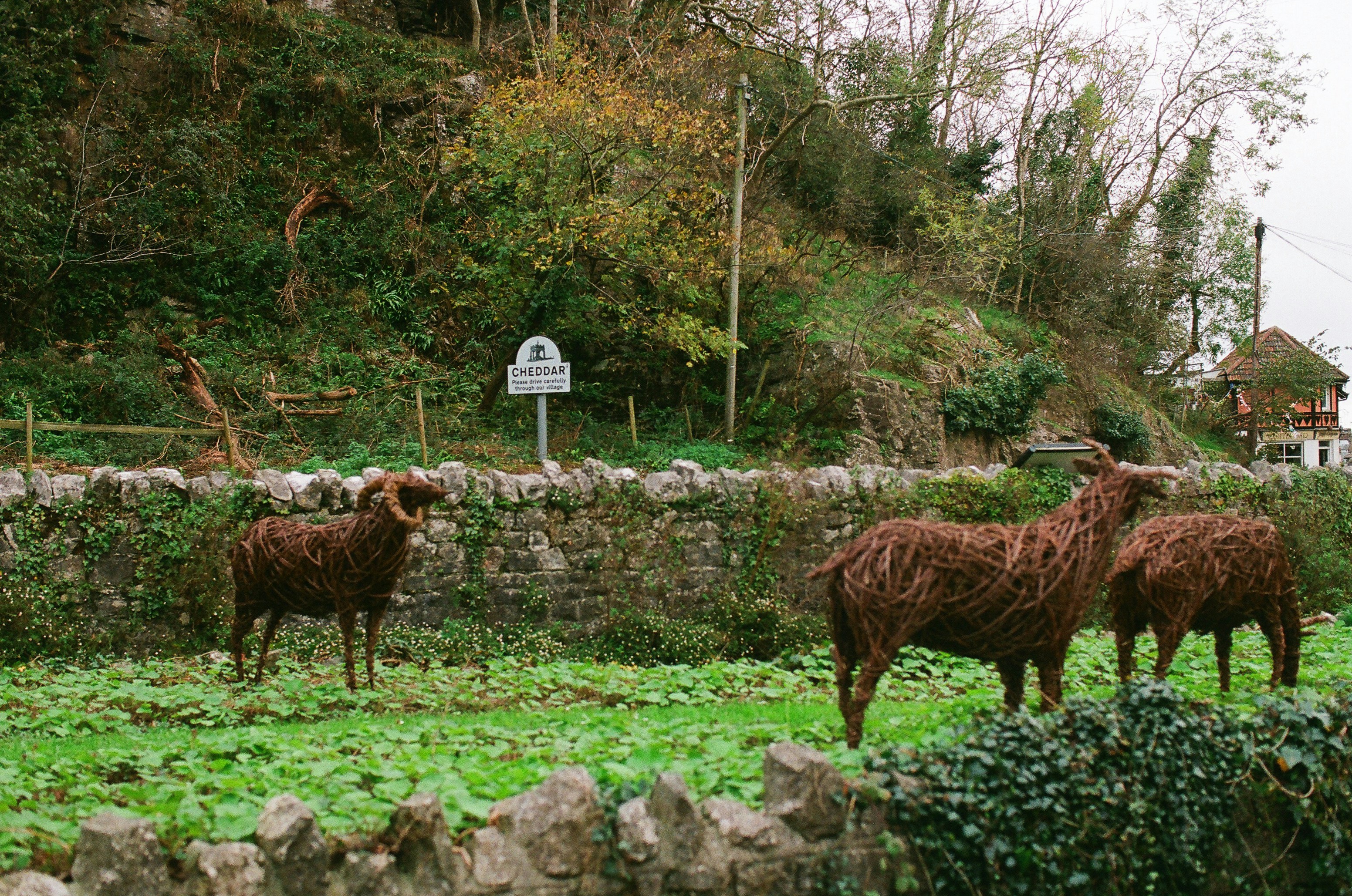 Three brown sheep graze in a grassy field.