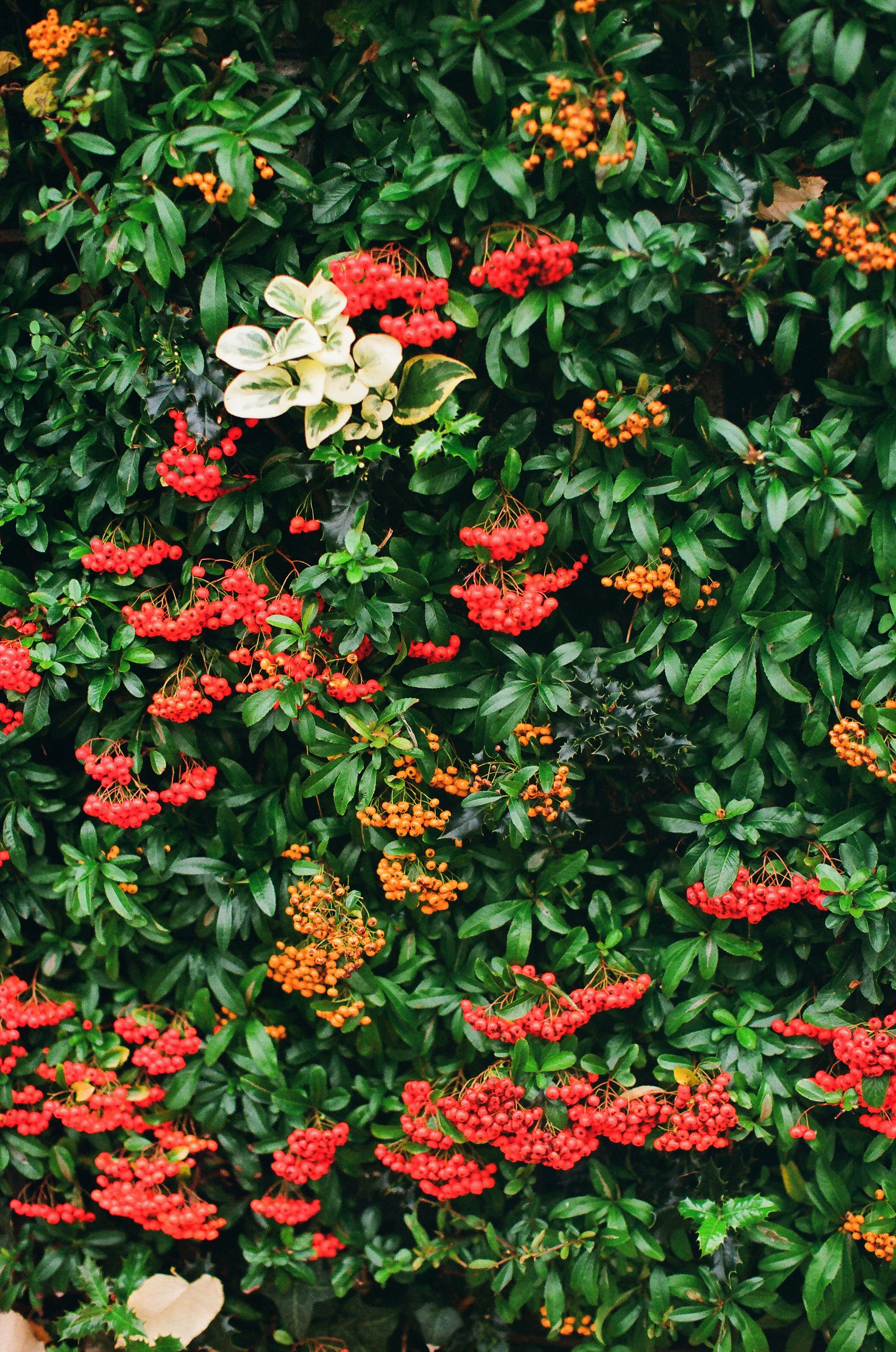 Green bush with red and orange berries.