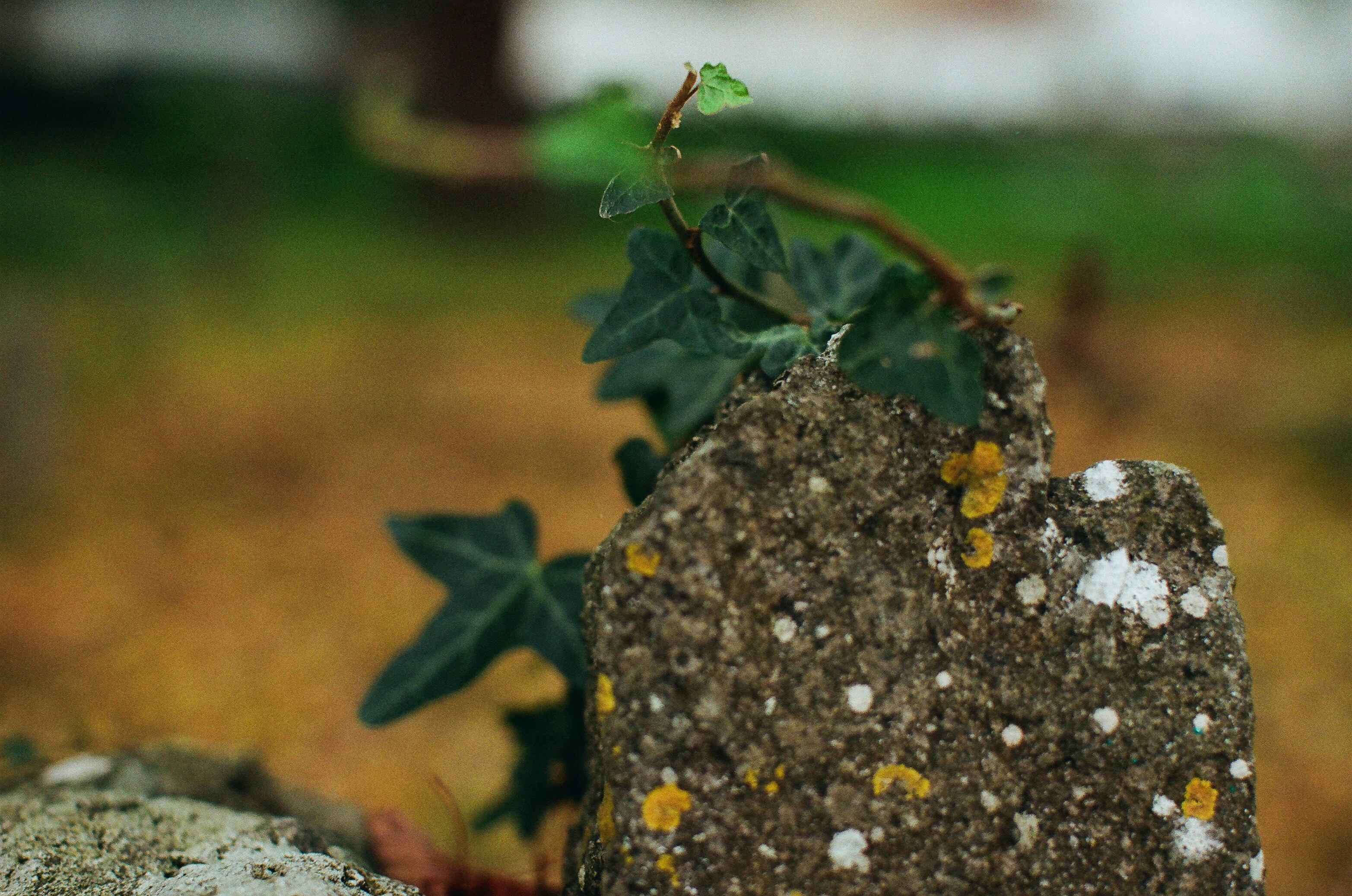 natural household remedies on a stone walkway