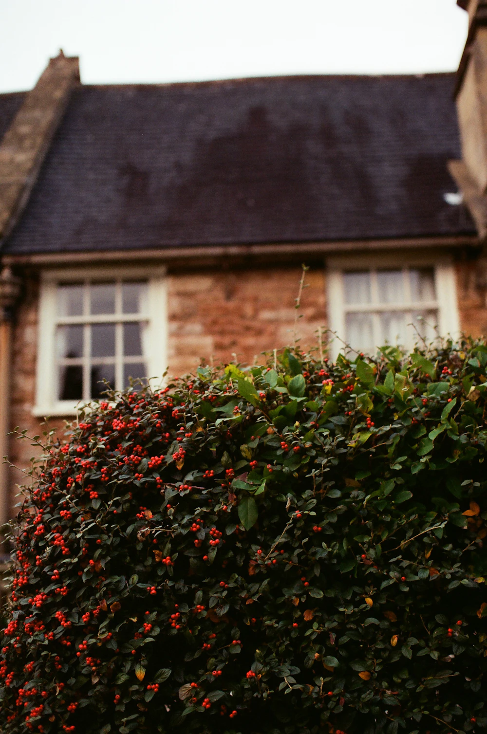 A red-brick house with white sash windows rising behind a hedge heavy with red berries