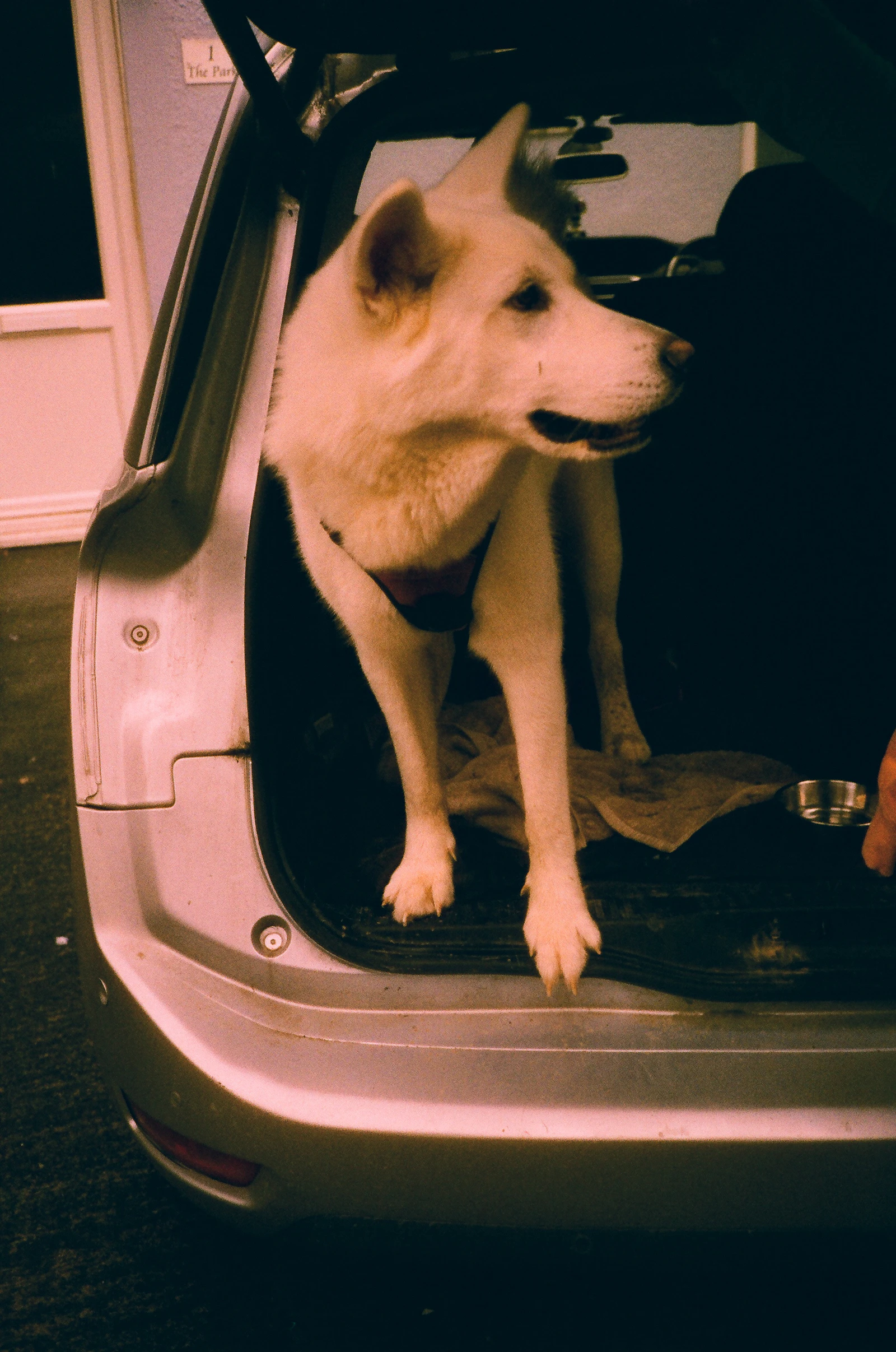 A white dog looking out from the back of a car