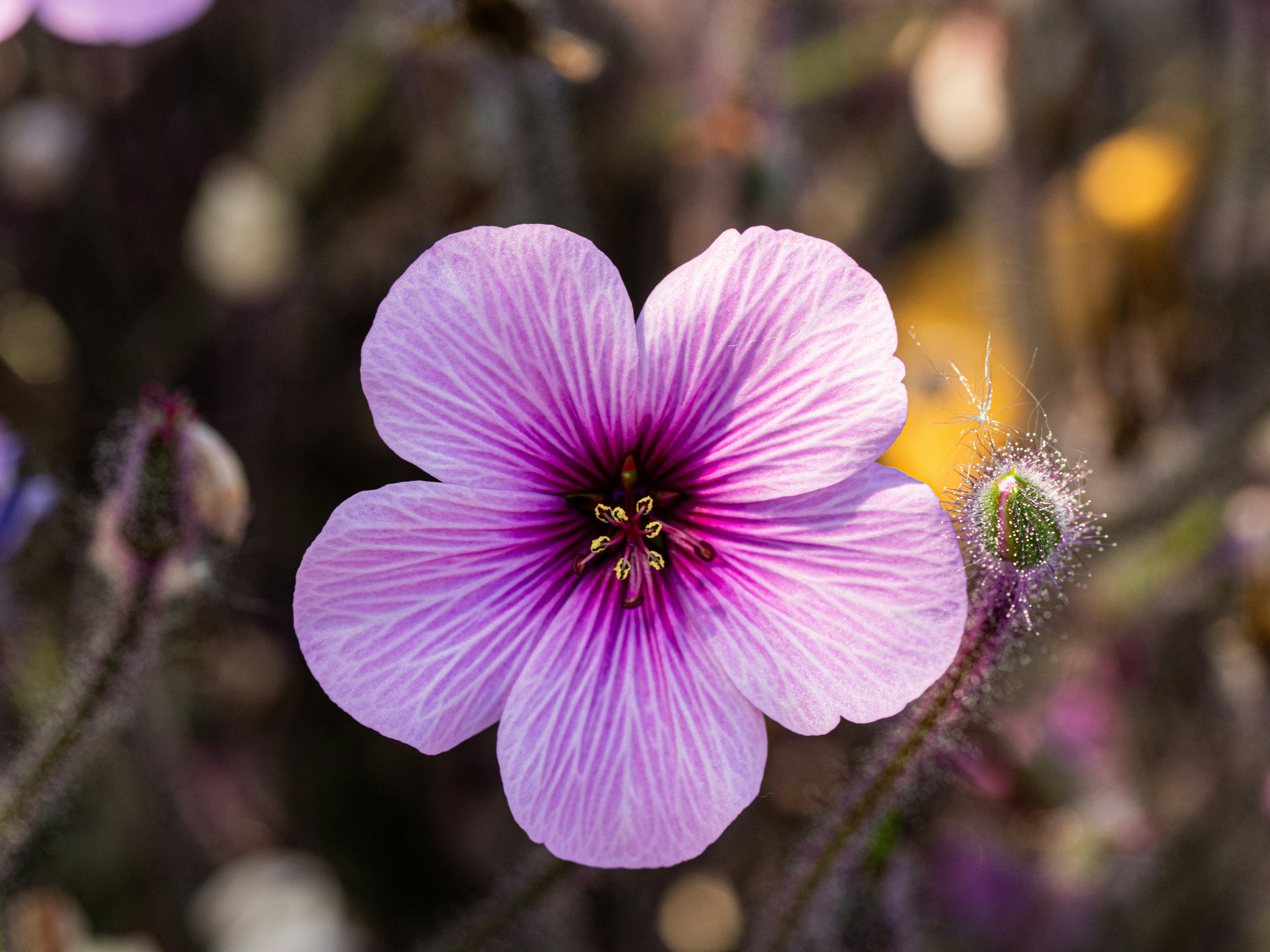 Eine zarte violette Blüte mit dunklem Zentrum.