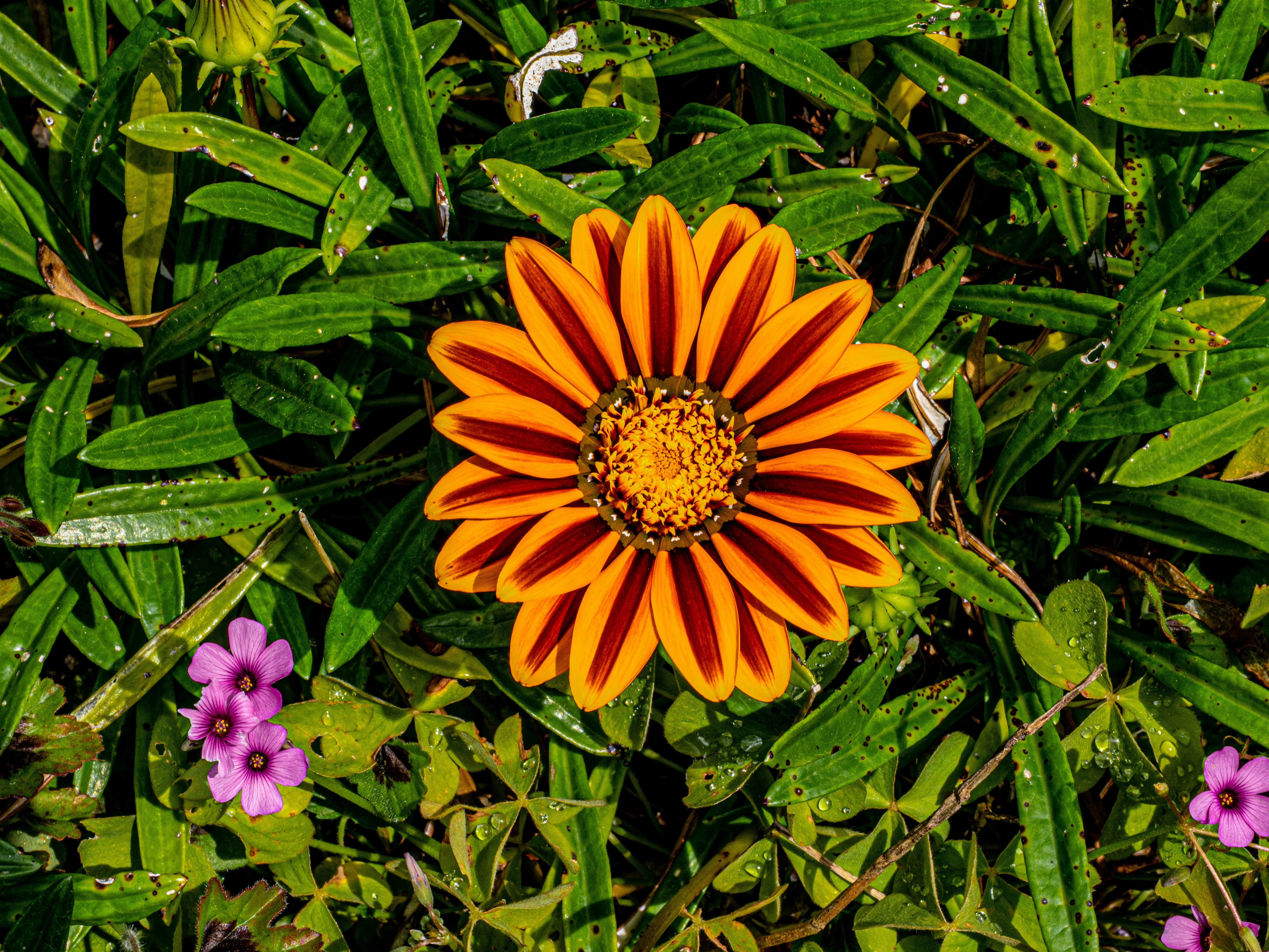 Eine leuchtend orange-gelb gestreifte Blüte blüht.