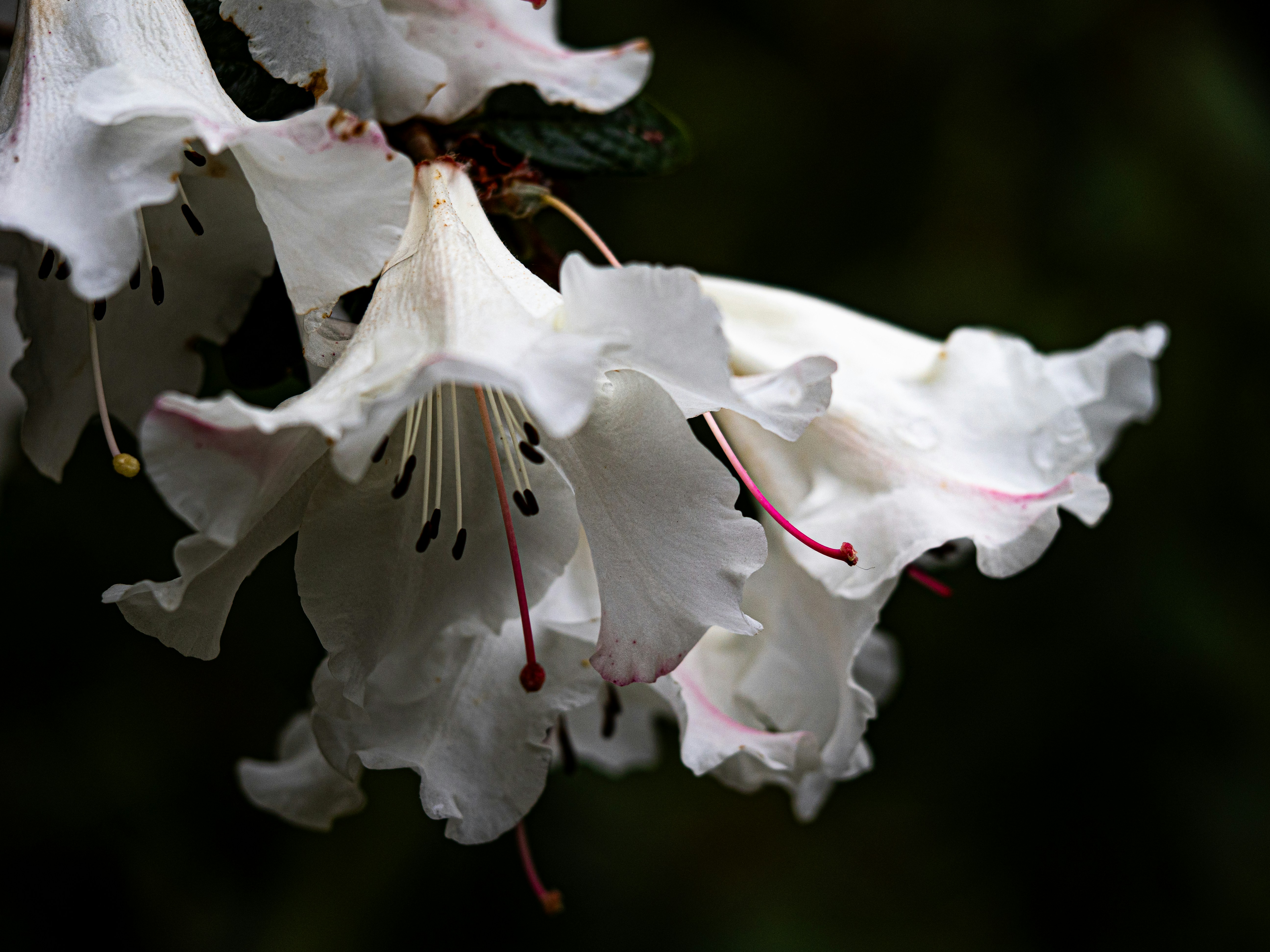 Zarte weiße Rhododendronblüten blühen vor dunklem Hintergrund