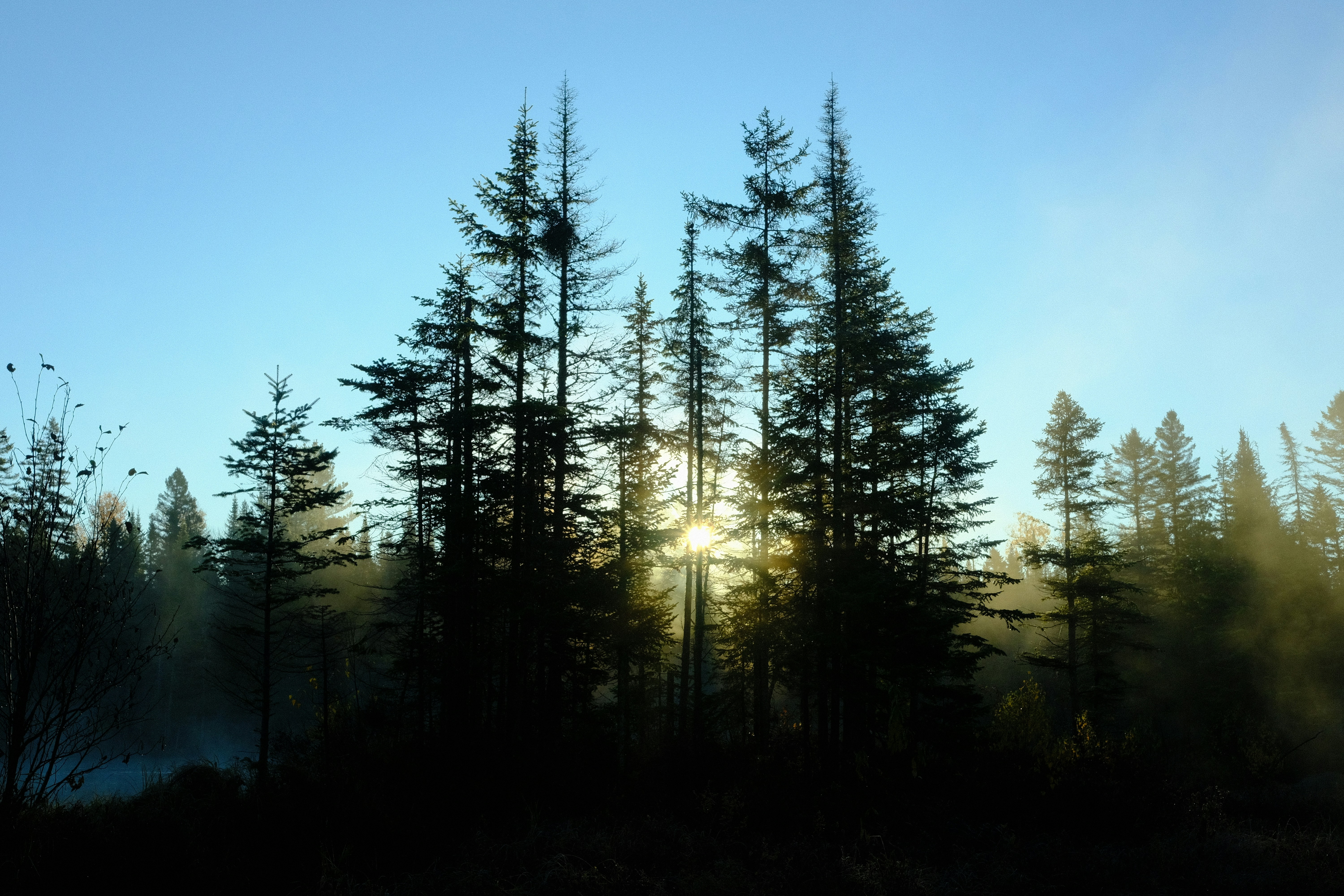 Sunlight filters through tall pine trees in a forest.