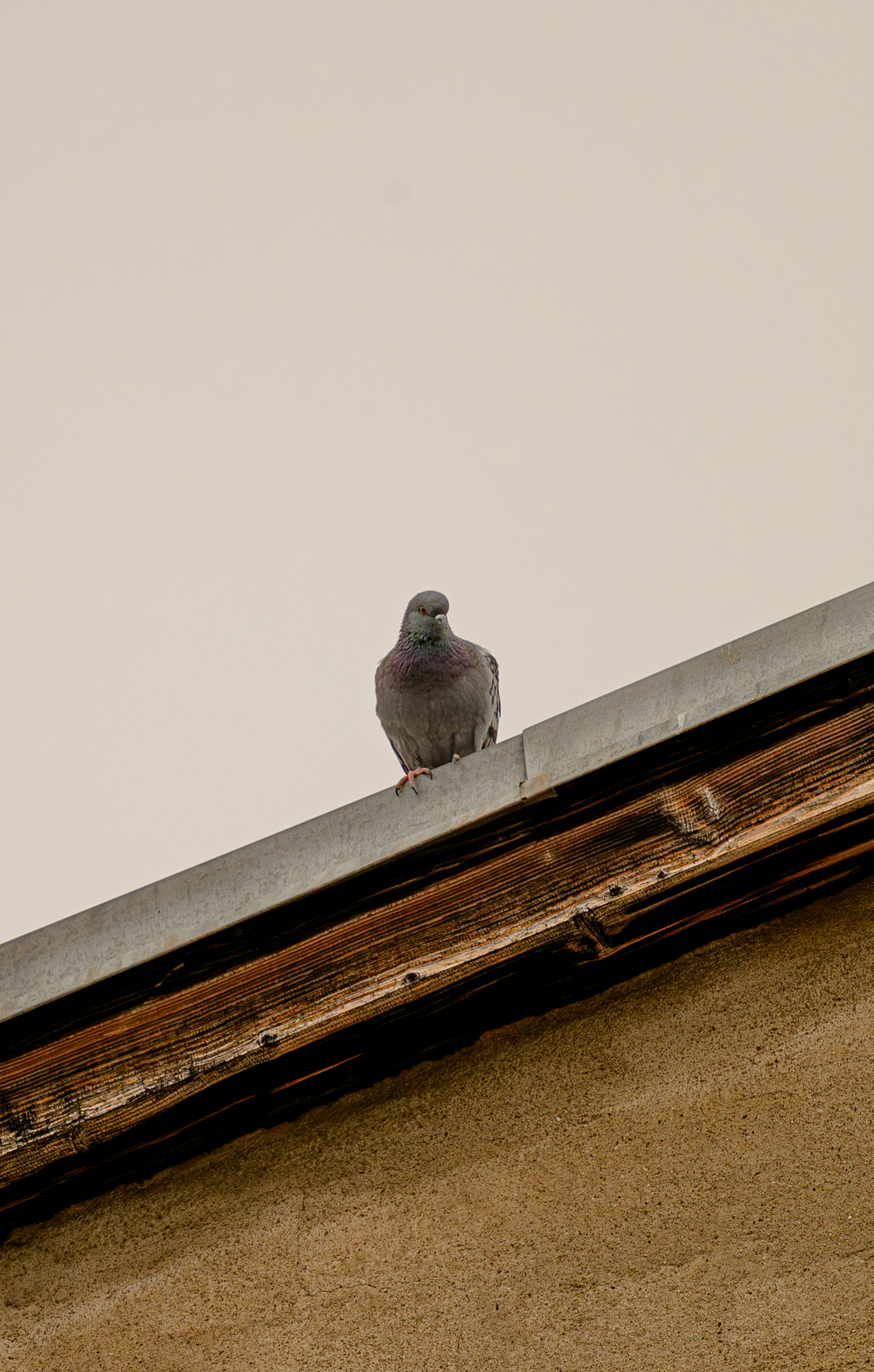 Photo by davidkoloski