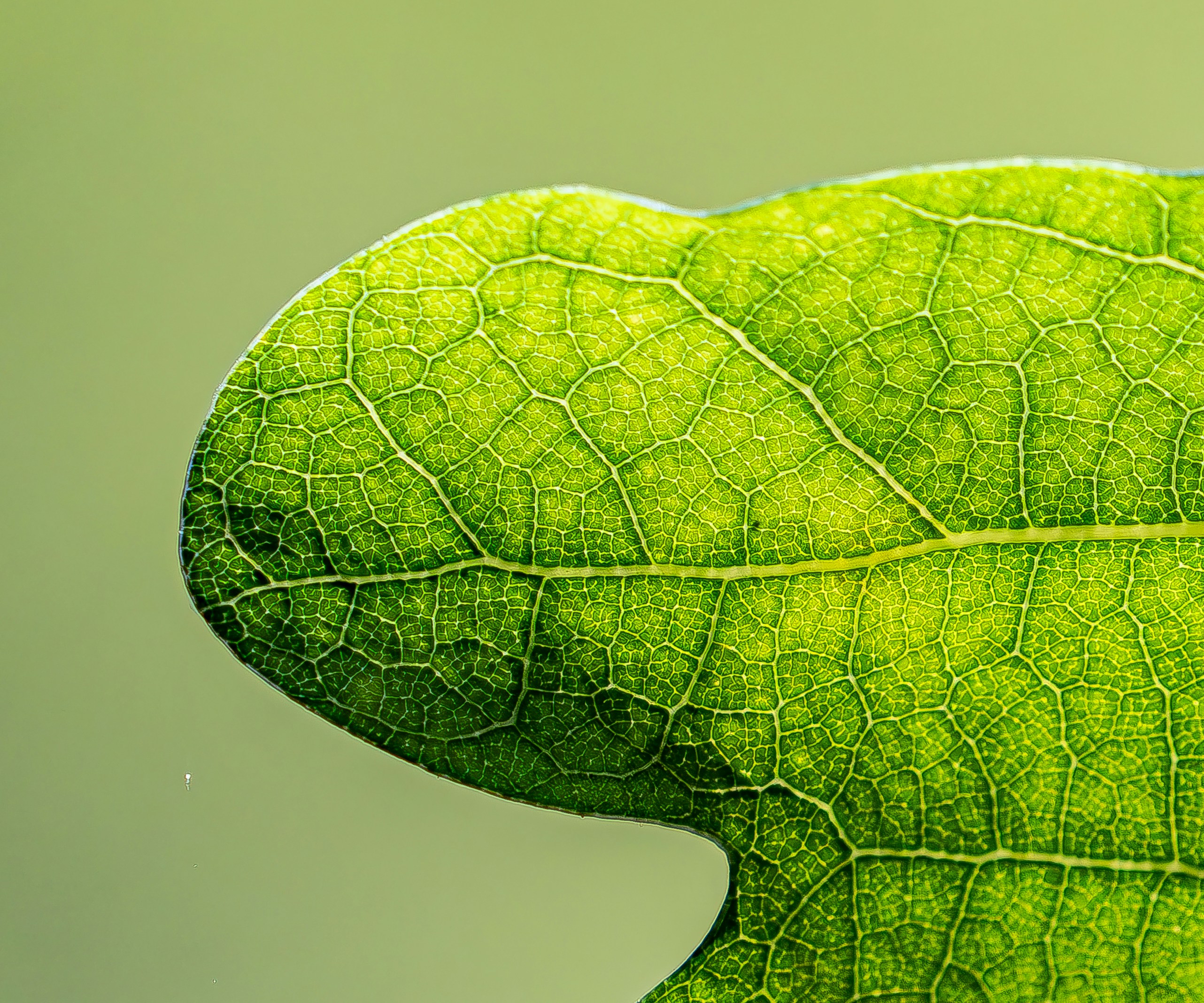 Nahaufnahme eines leuchtend grünen Blattes mit komplizierten Adern.