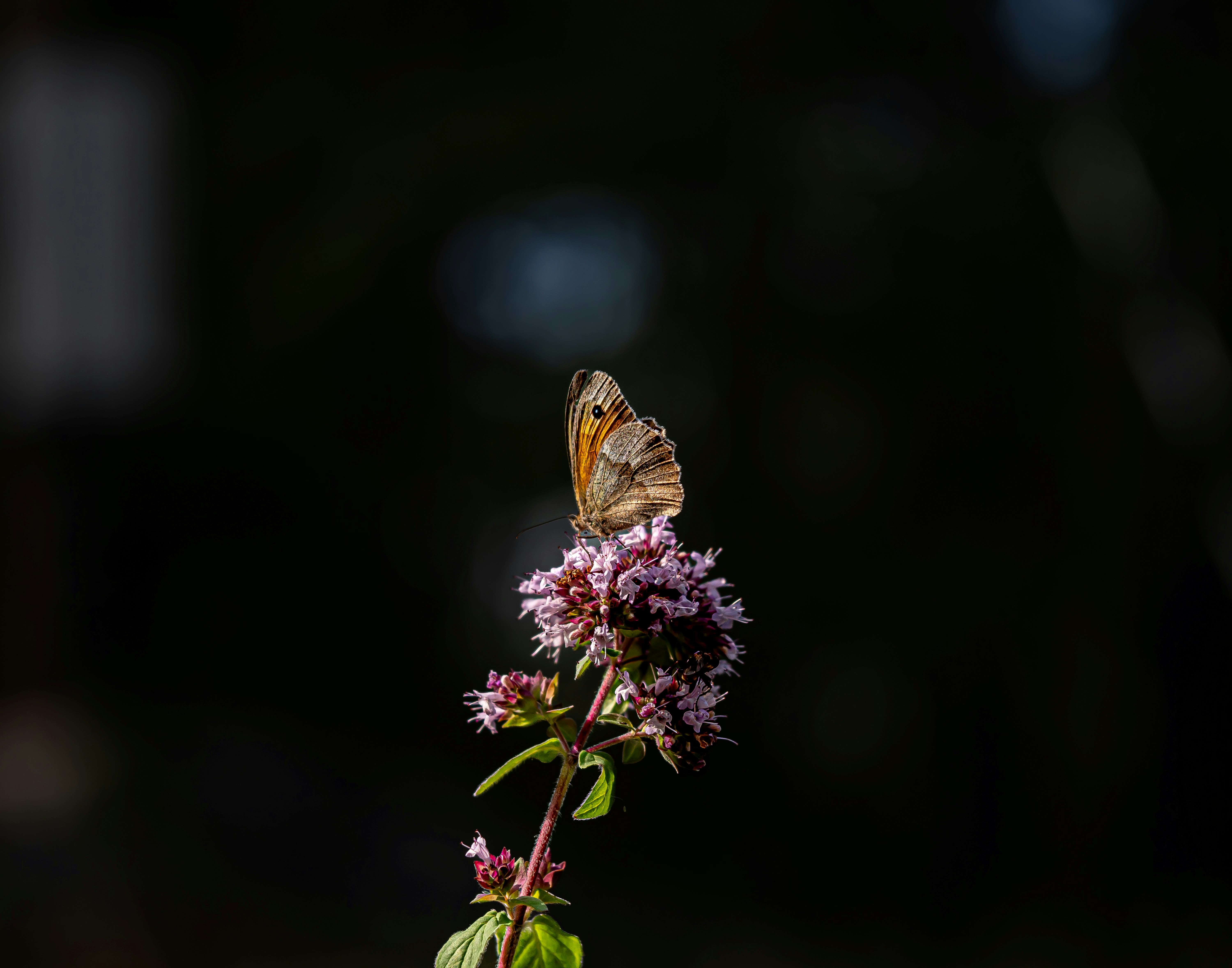 Ein Schmetterling ruht auf einer violetten Blüte.