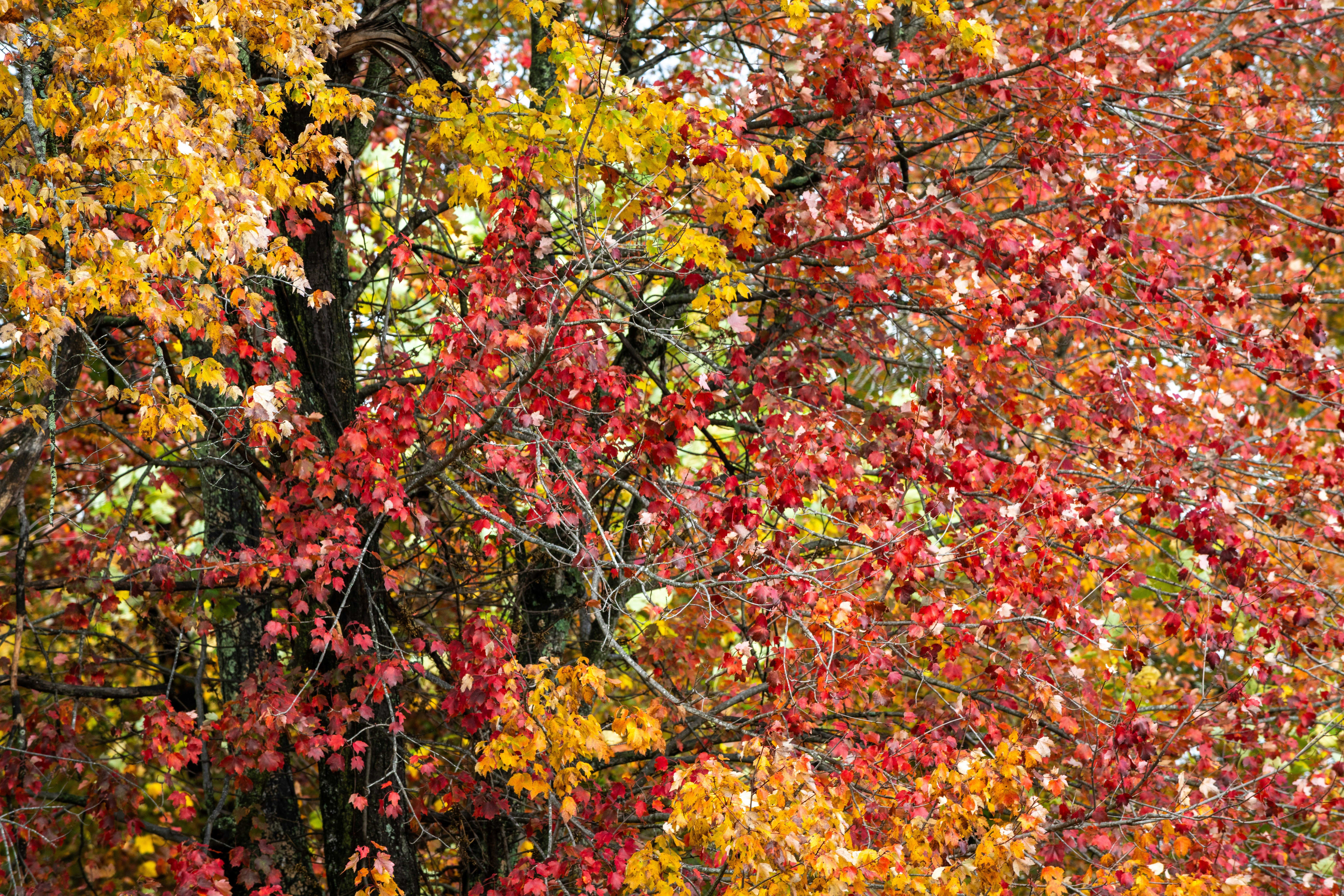 Photo by sriniunsplash