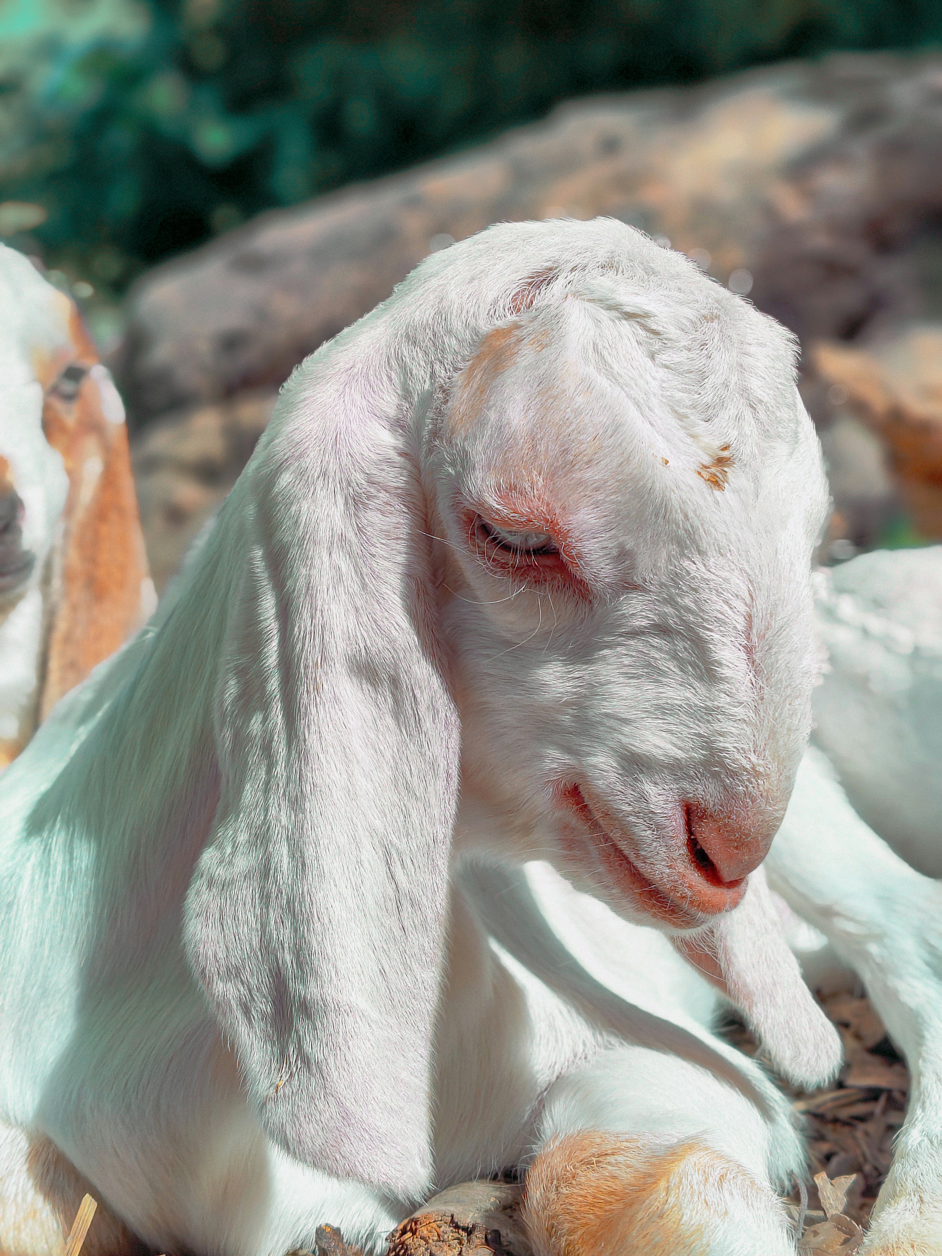 Una giovane capra bianca riposa al sole.