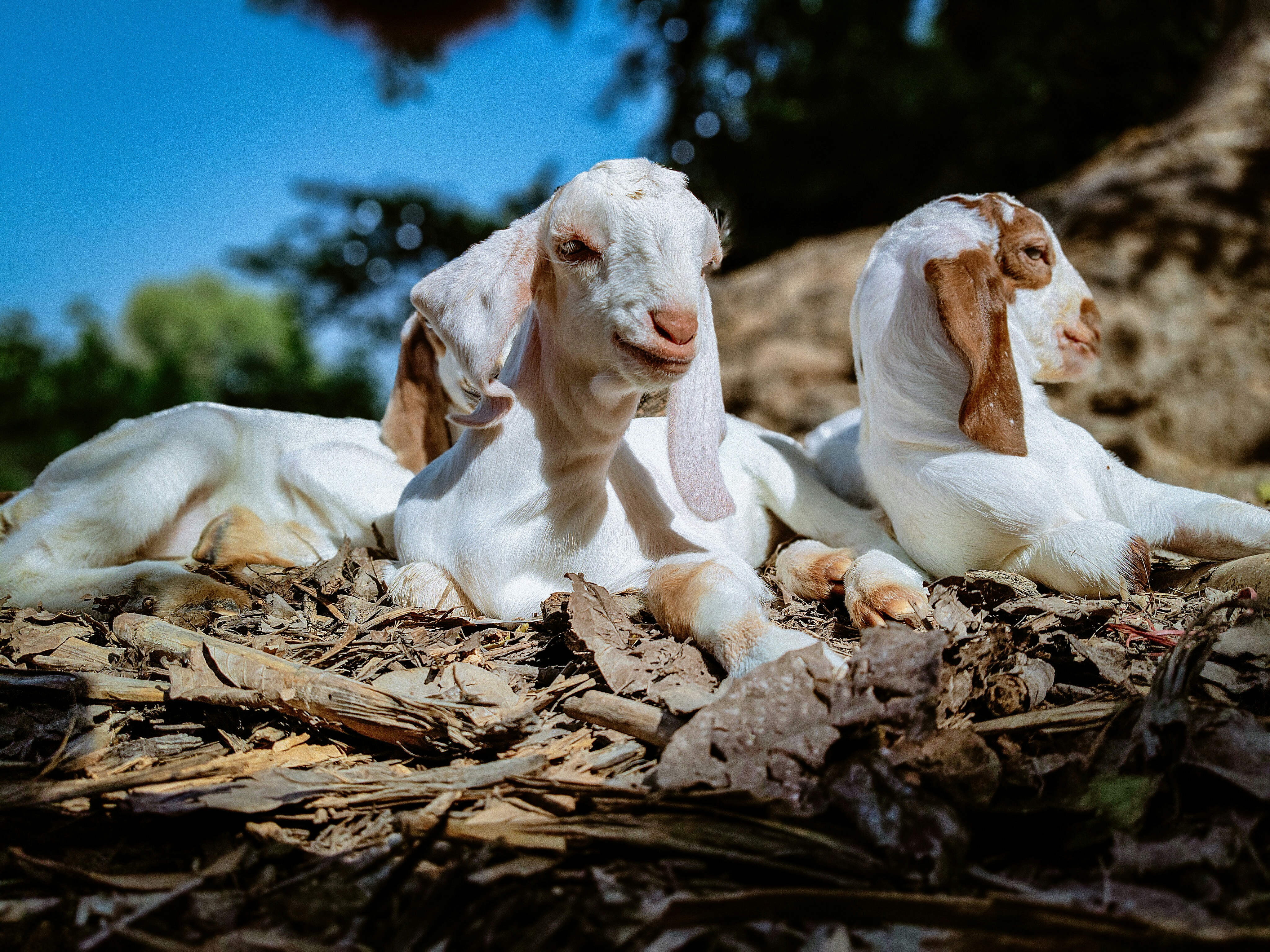 Due giovani capre bianche che riposano su foglie secche.
