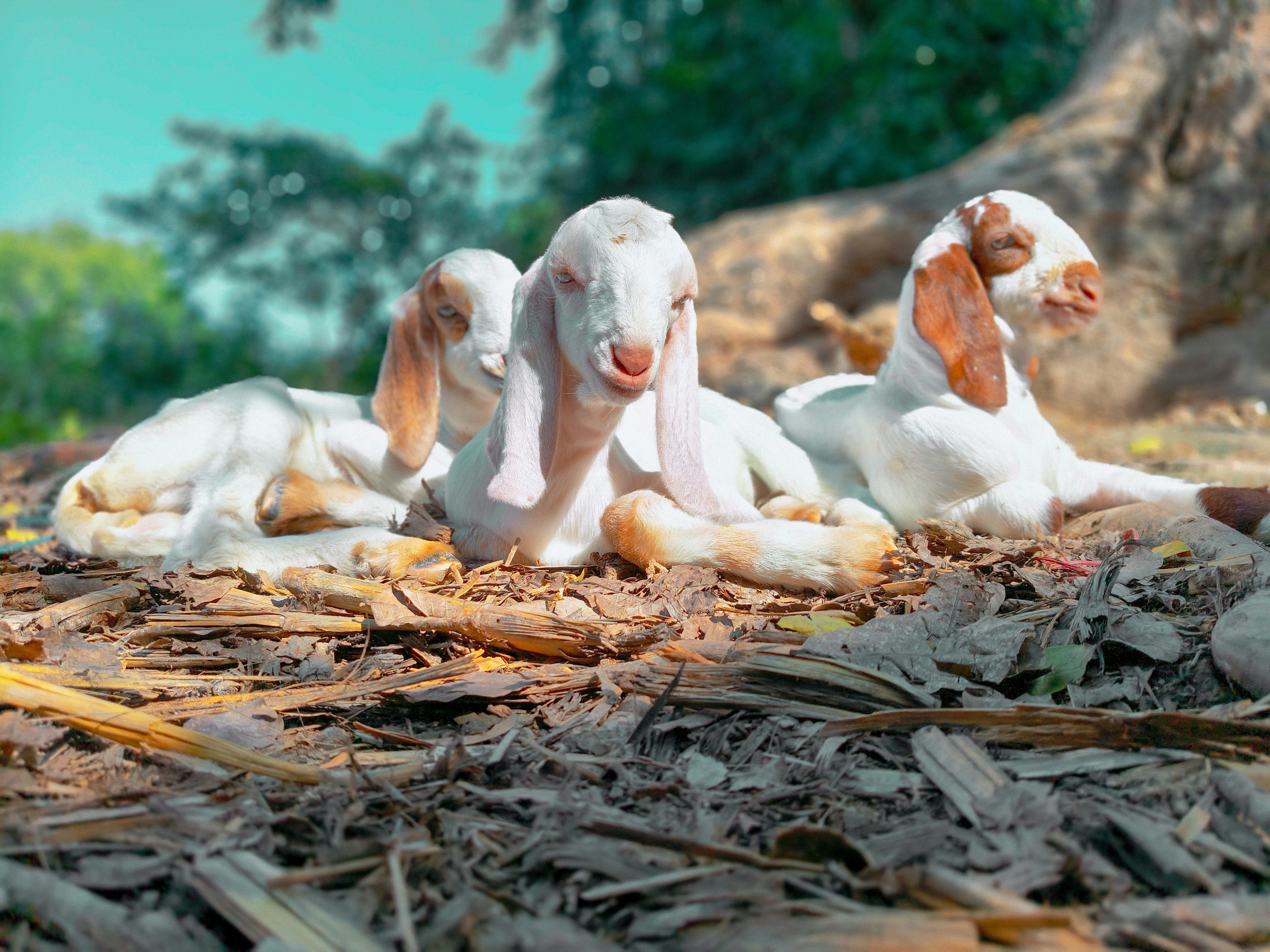 Photo by all_farming_