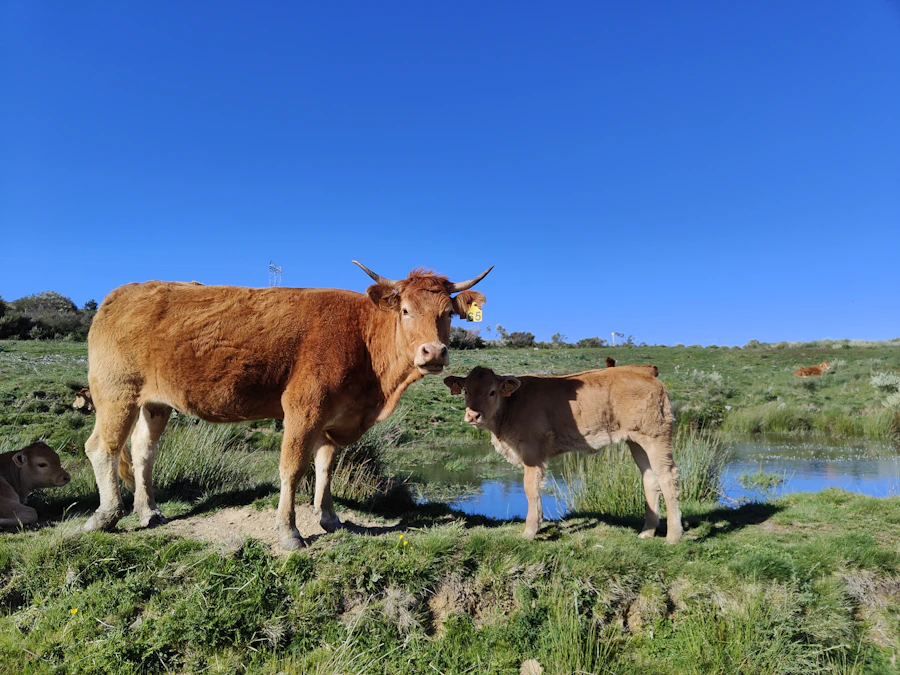 Family farm