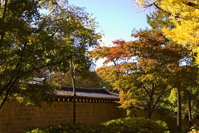 가을 나무와 문화 공간