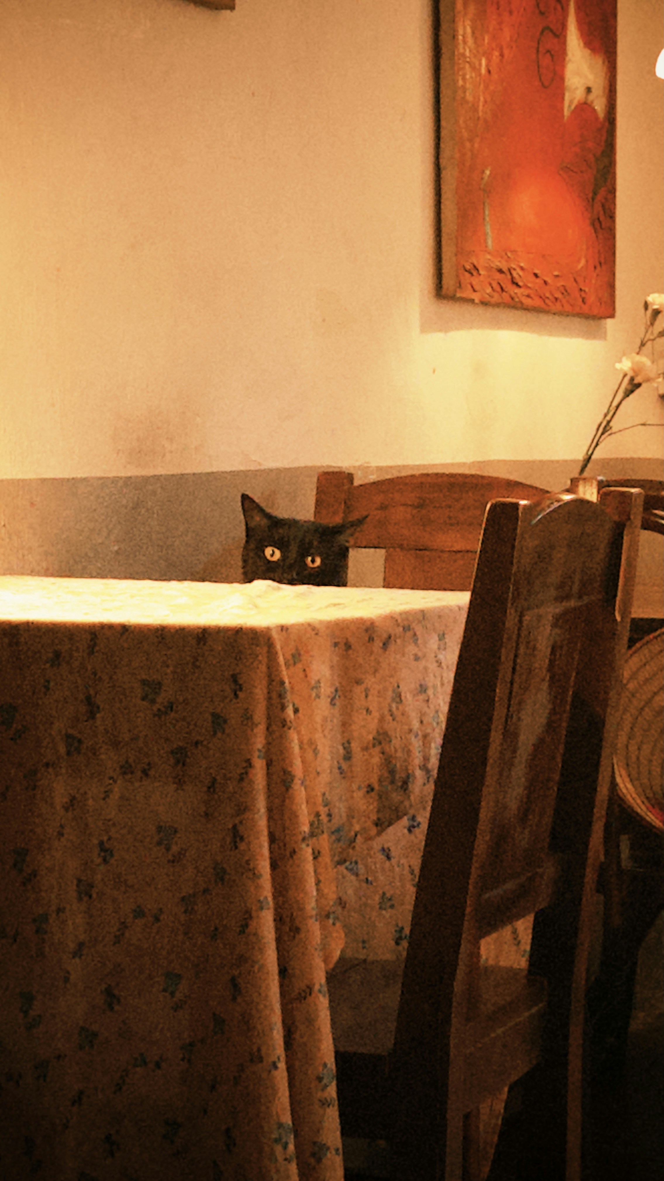 A black cat peeks over a tablecloth.