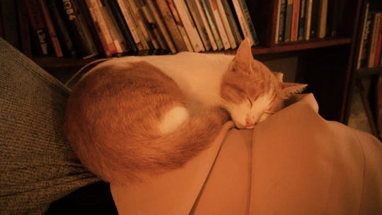 An orange and white cat sleeping on a person's lap.
