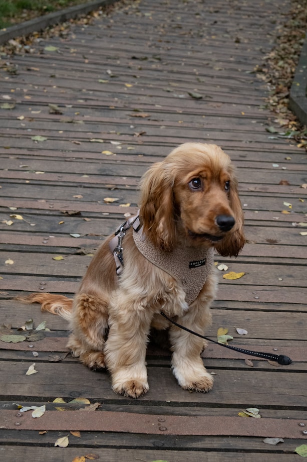 A fluffy brown dog sits on a wooden path.