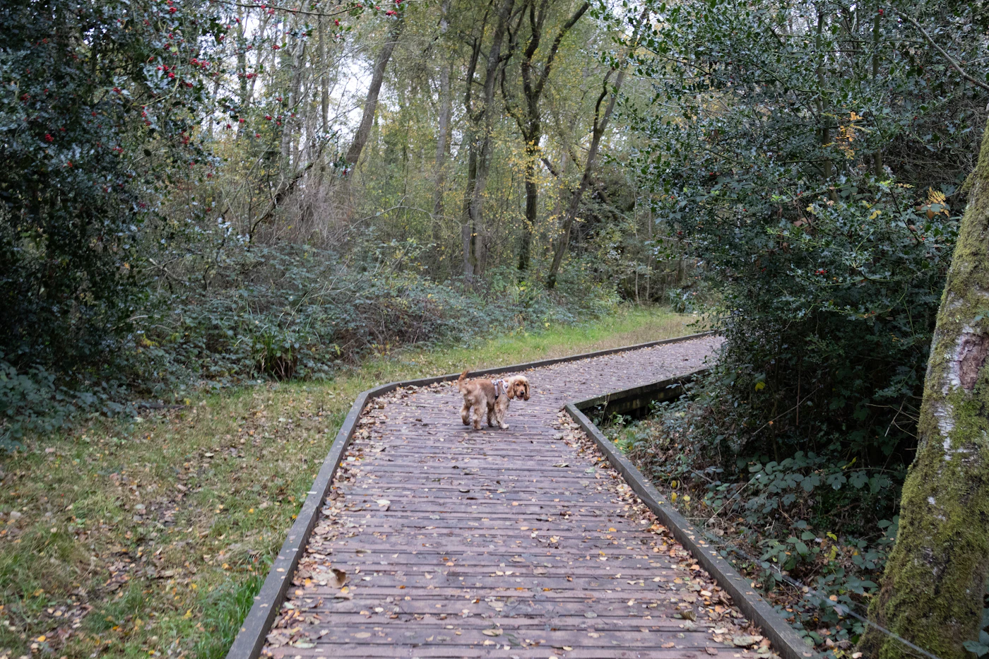 A dog trotting along a raised wooden boardwalk through a quiet Ontario forest