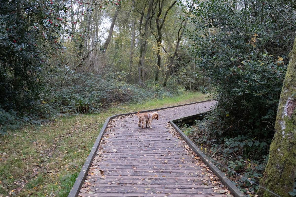 Dog on wooden trail path in forest