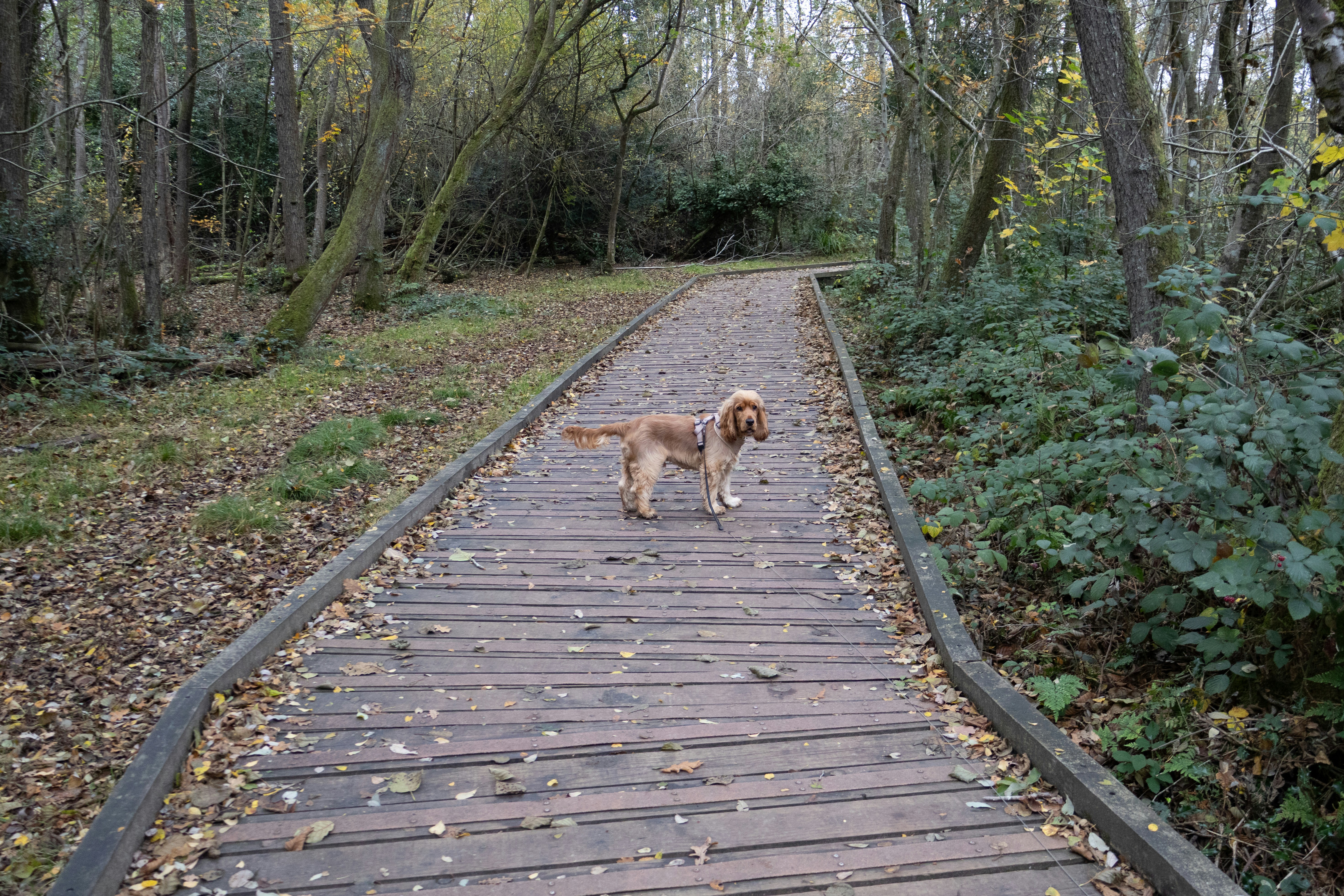 Un chien se tient debout sur un chemin en bois dans les bois.