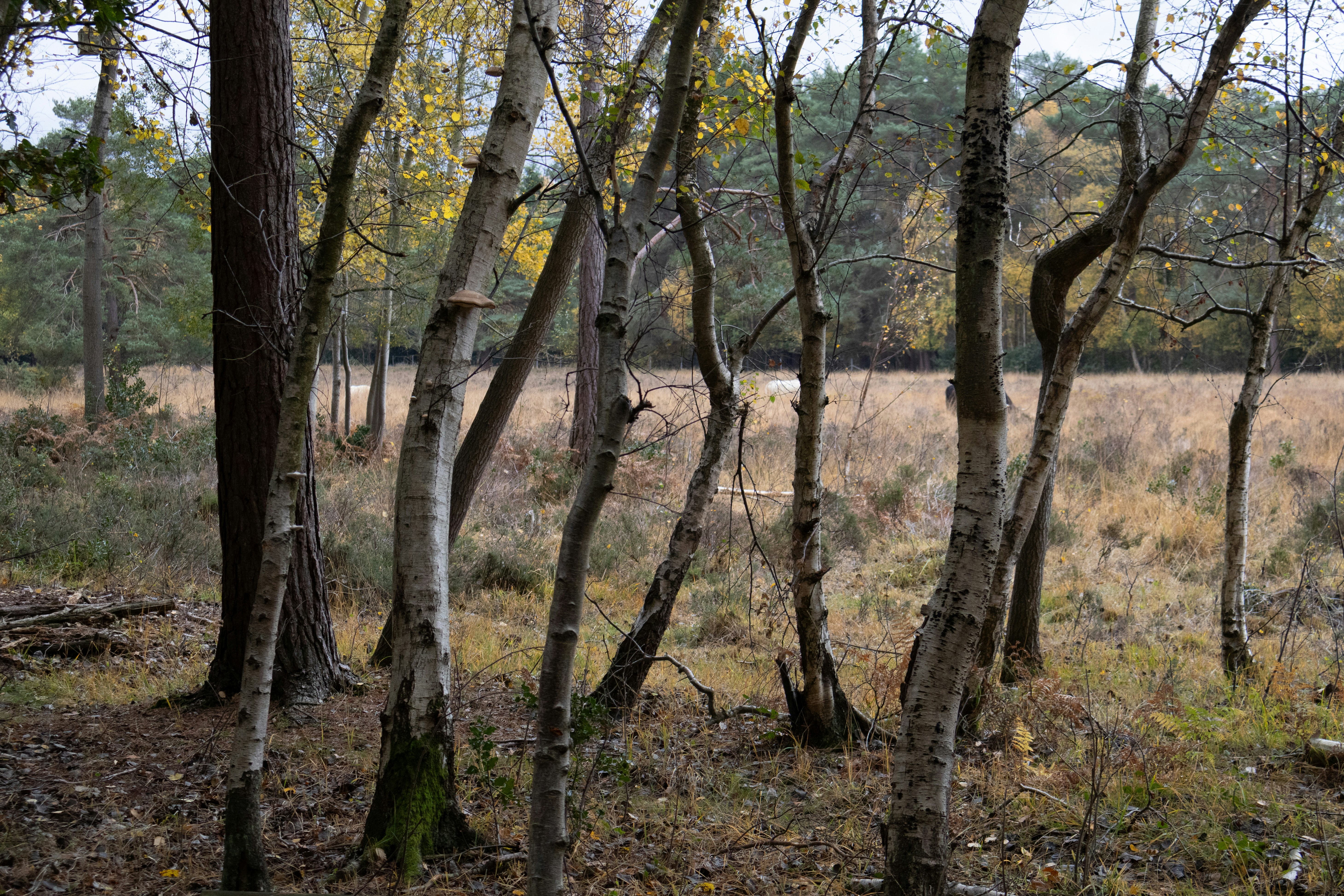 Birch trees in a dry, autumnal field.