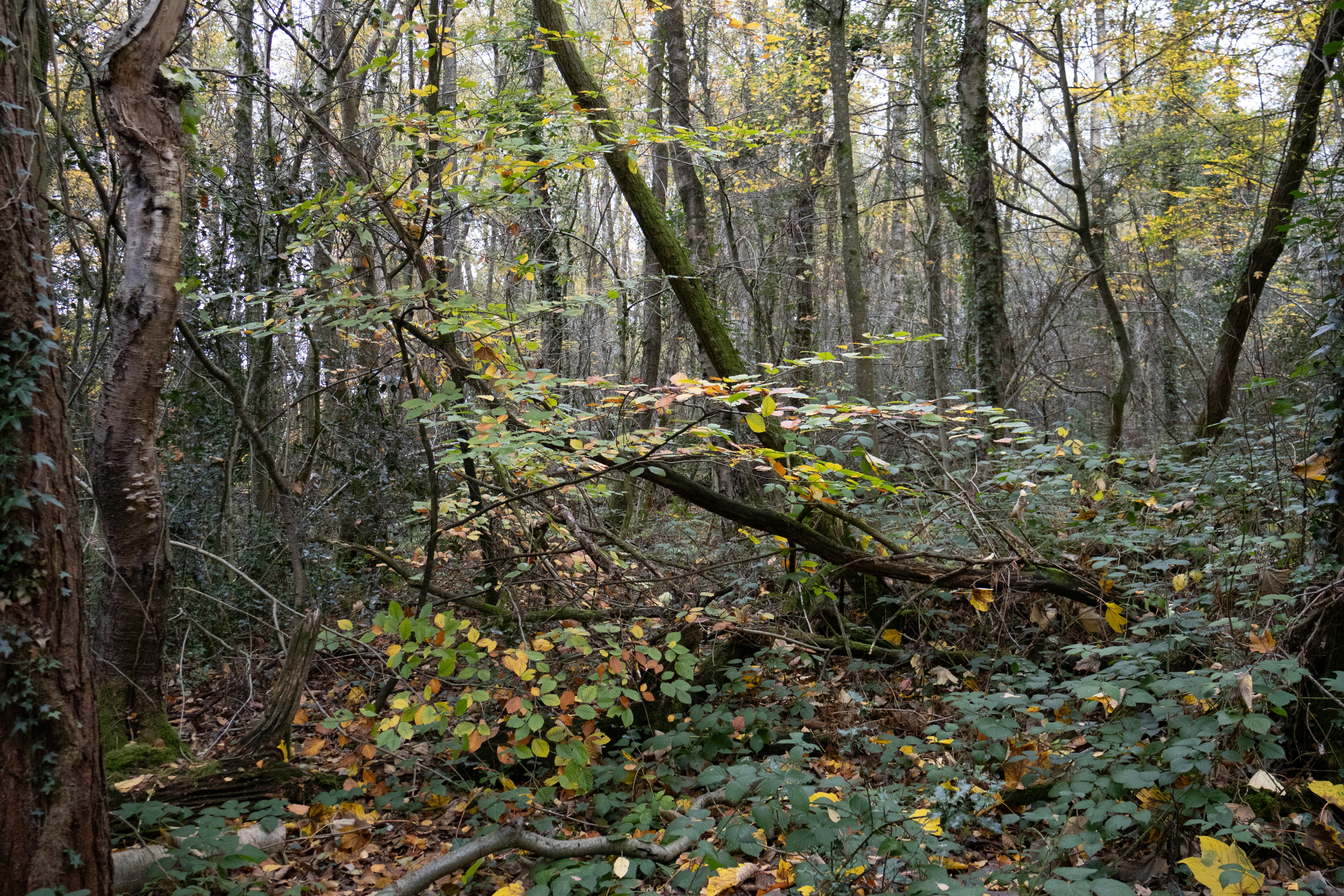 Photo by tanyabarrow