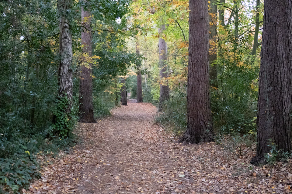 Walking path through an autumn forest