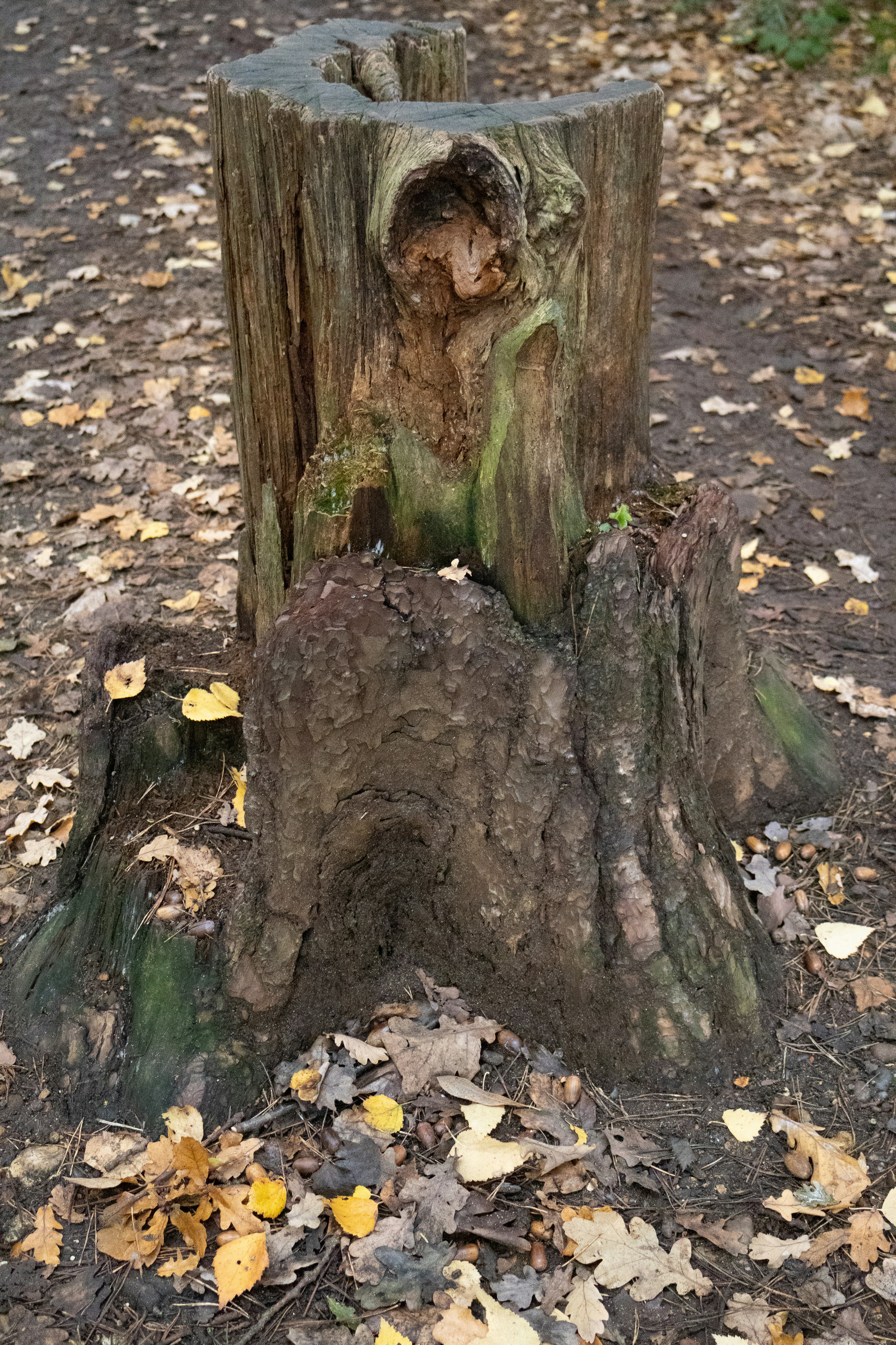 Whimsical Woodland Theme