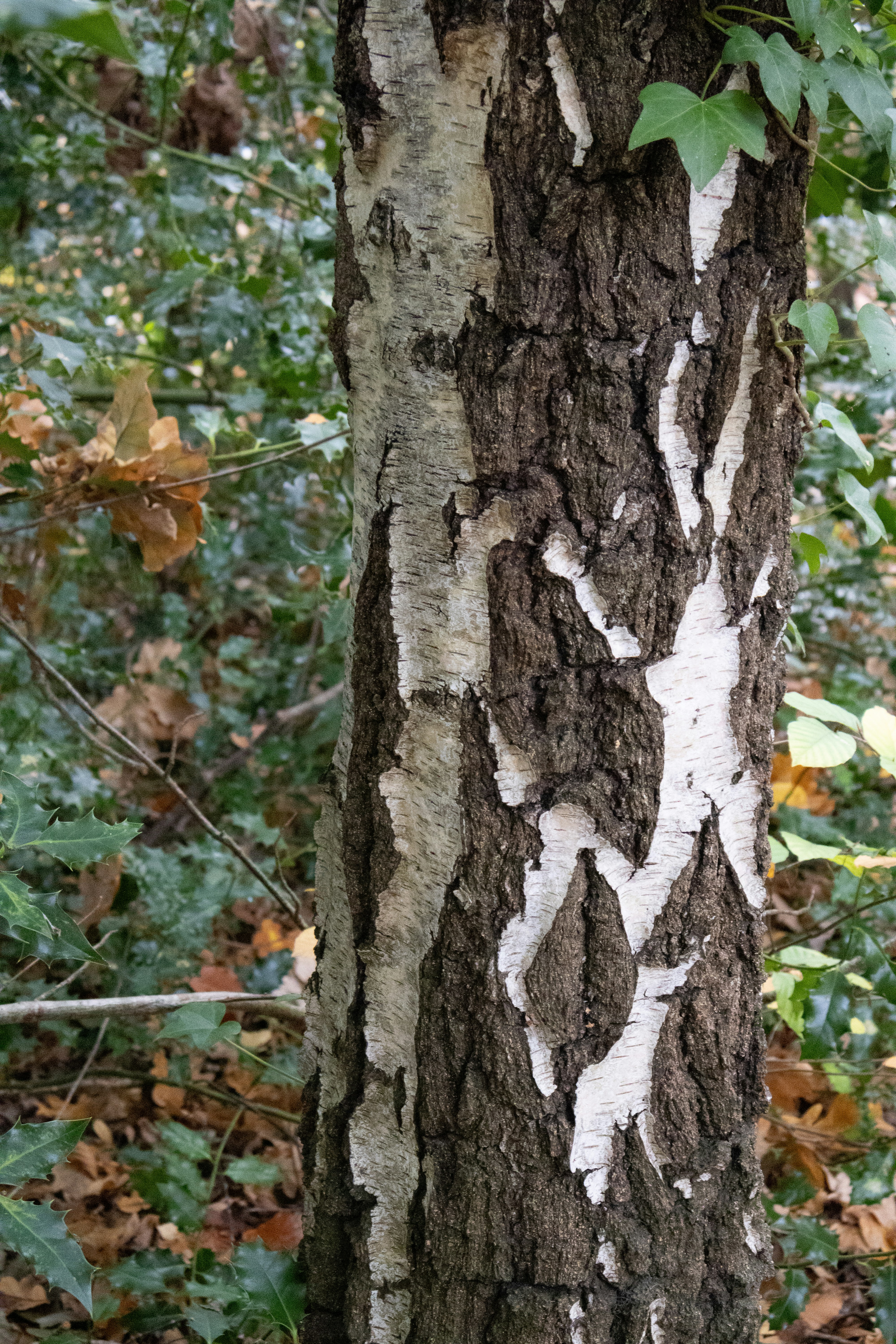 Photo by tanyabarrow